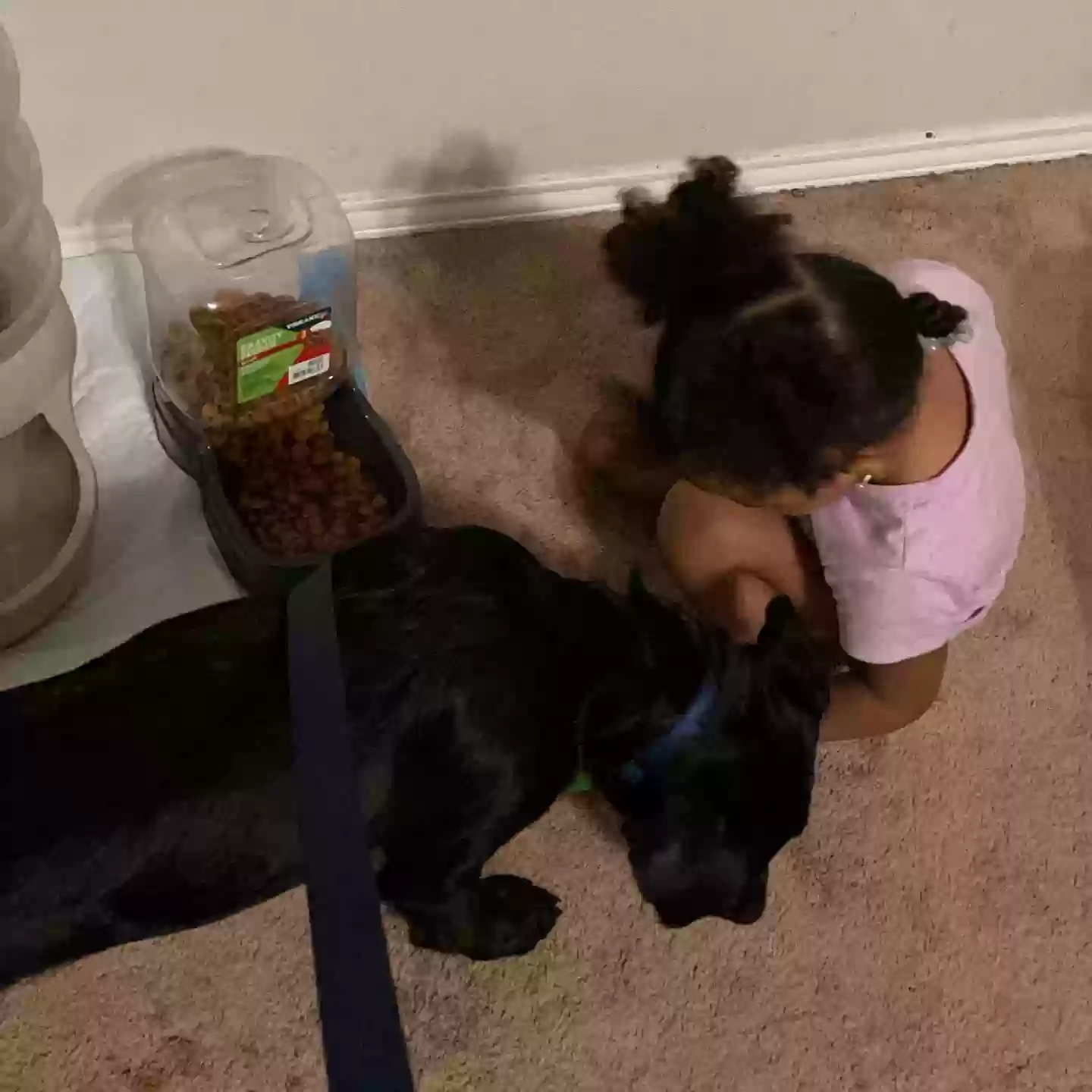 adoptable Dog in Fort Worth,TX named Knox