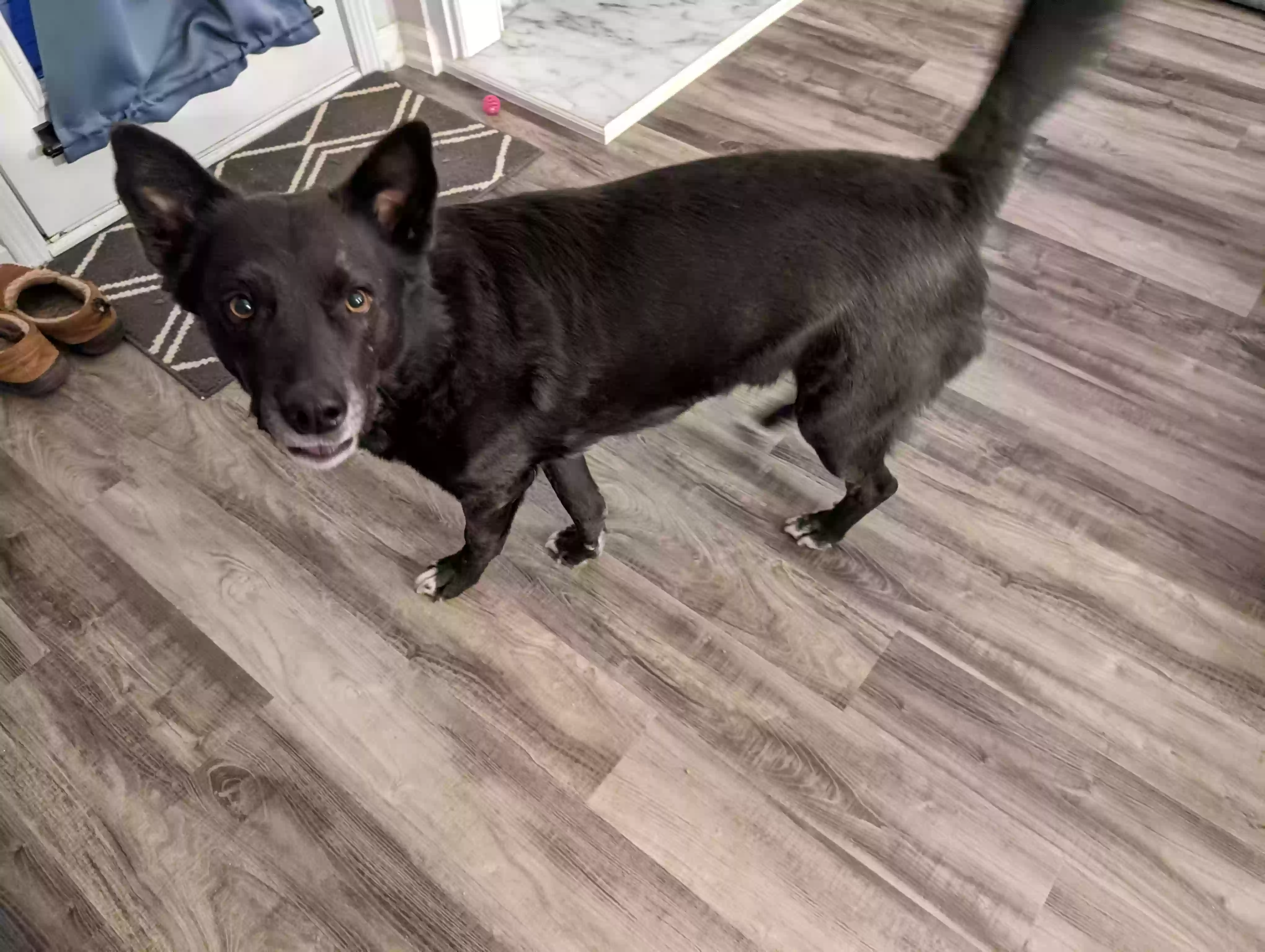 adoptable Dog in Norcross,GA named Odin