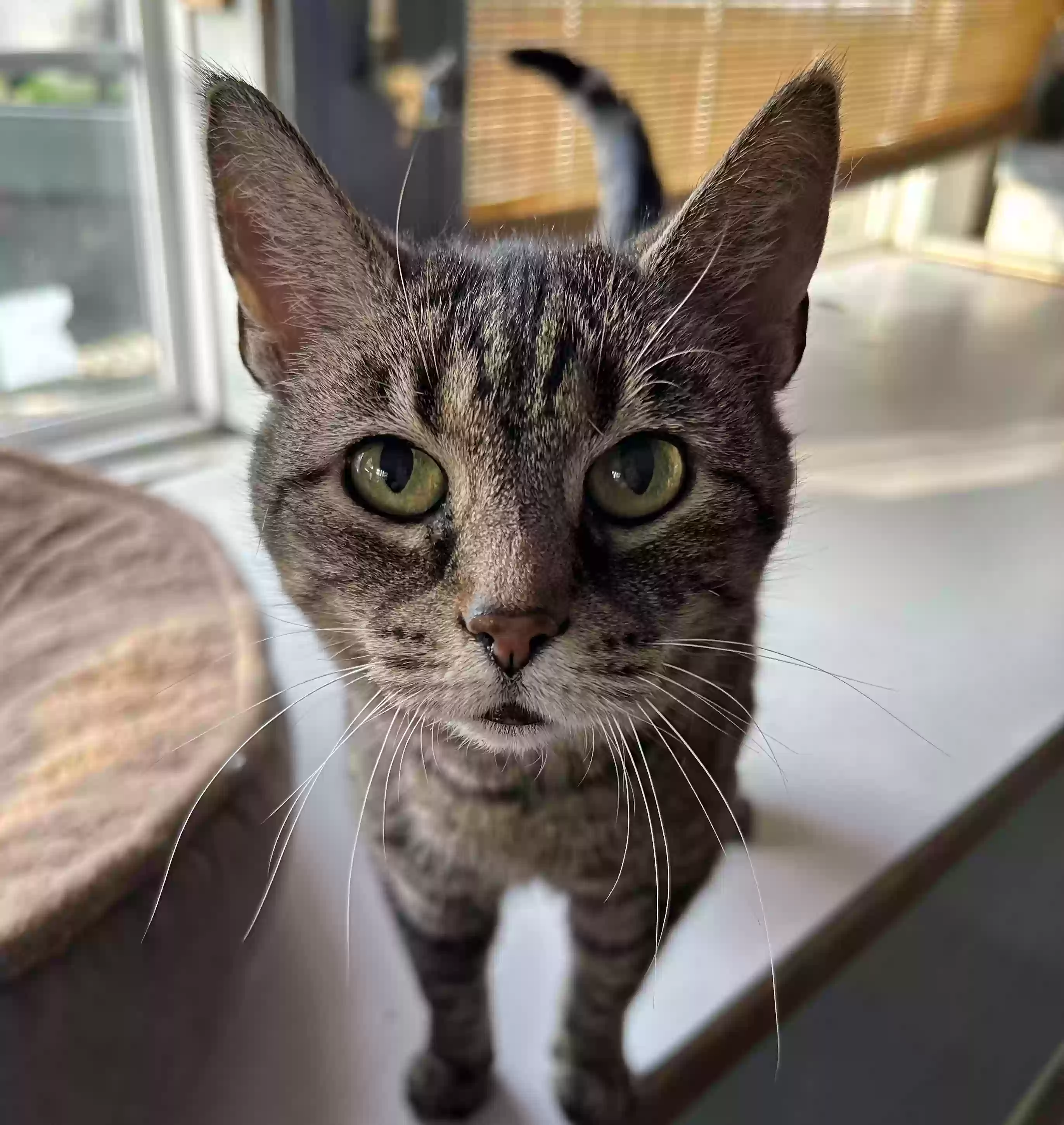 adoptable Cat in Carmel,IN named Ookie