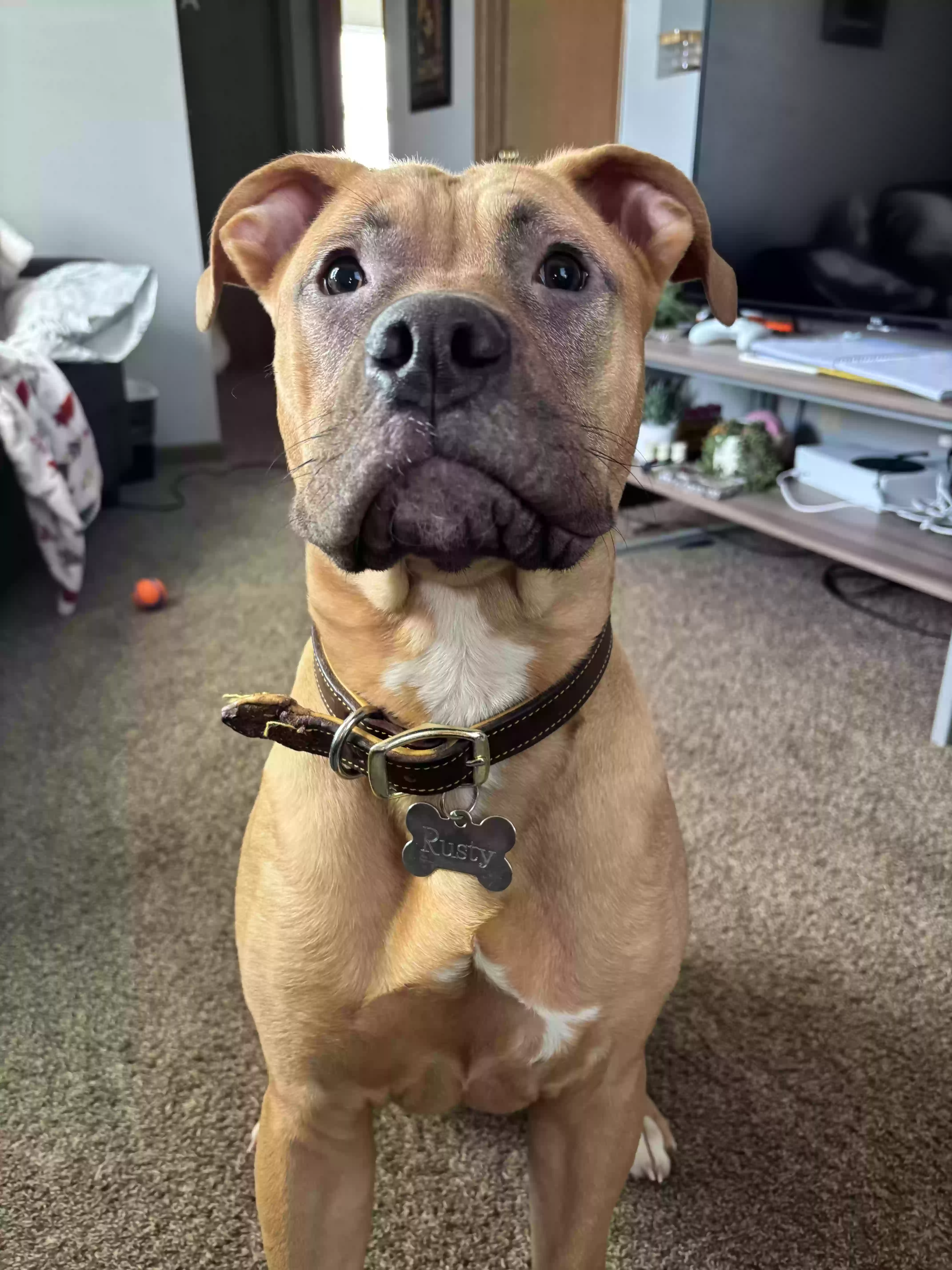 adoptable Dog in West Terre Haute,IN named Rusty