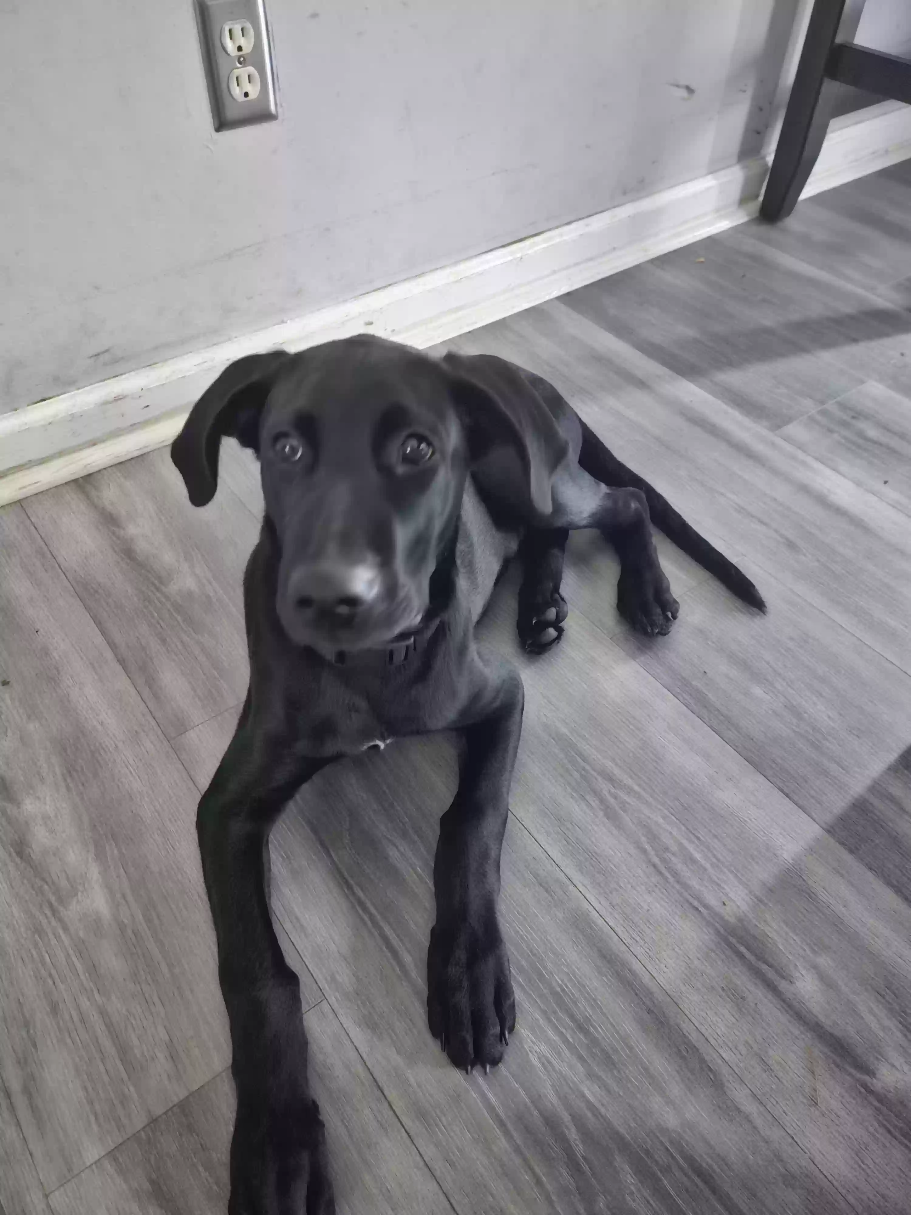 adoptable Dog in Austell,GA named Midnight