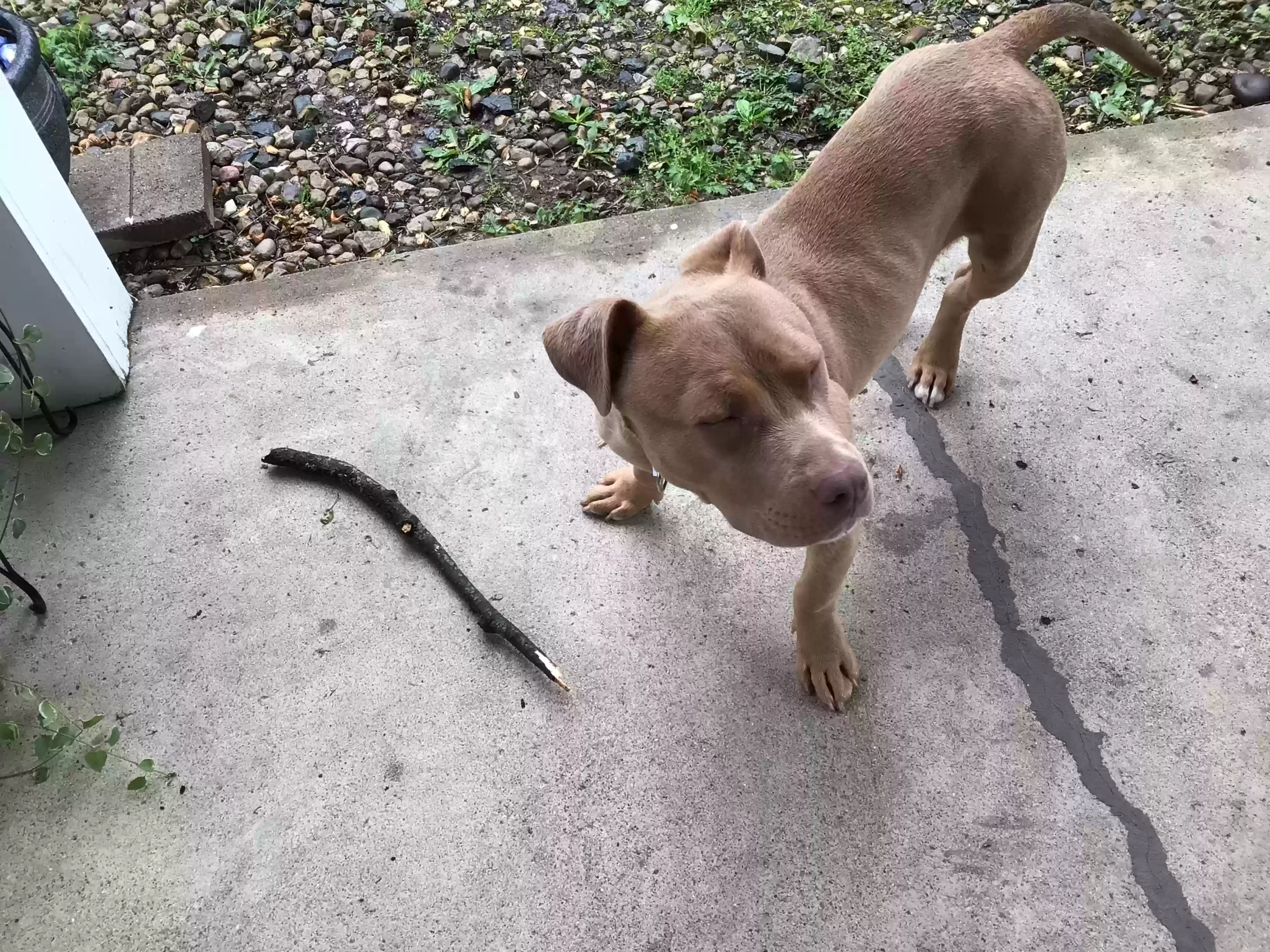 adoptable Dog in Indianapolis,IN named Baby girl