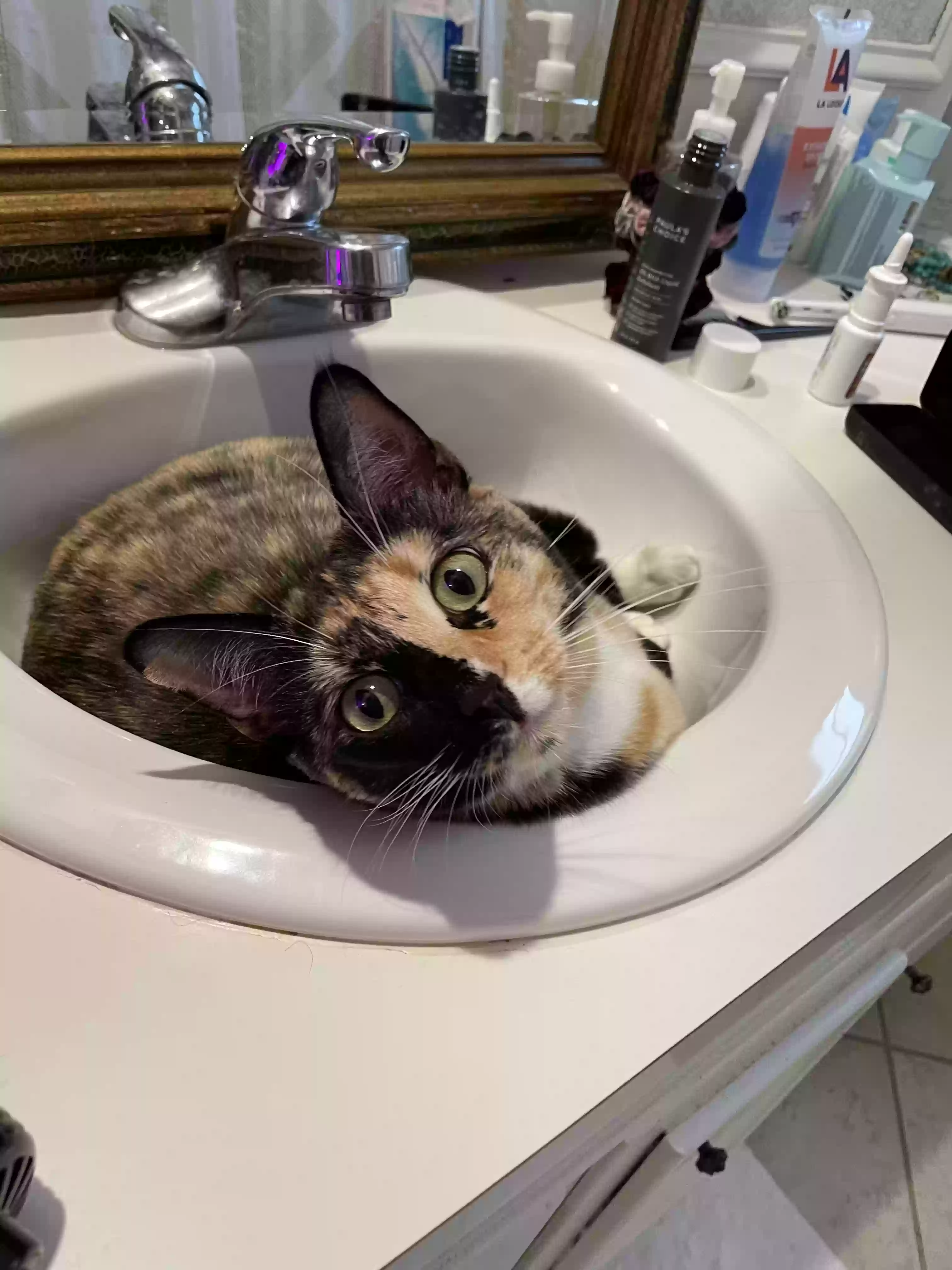 adoptable Cat in Big Spring,TX named Gemma