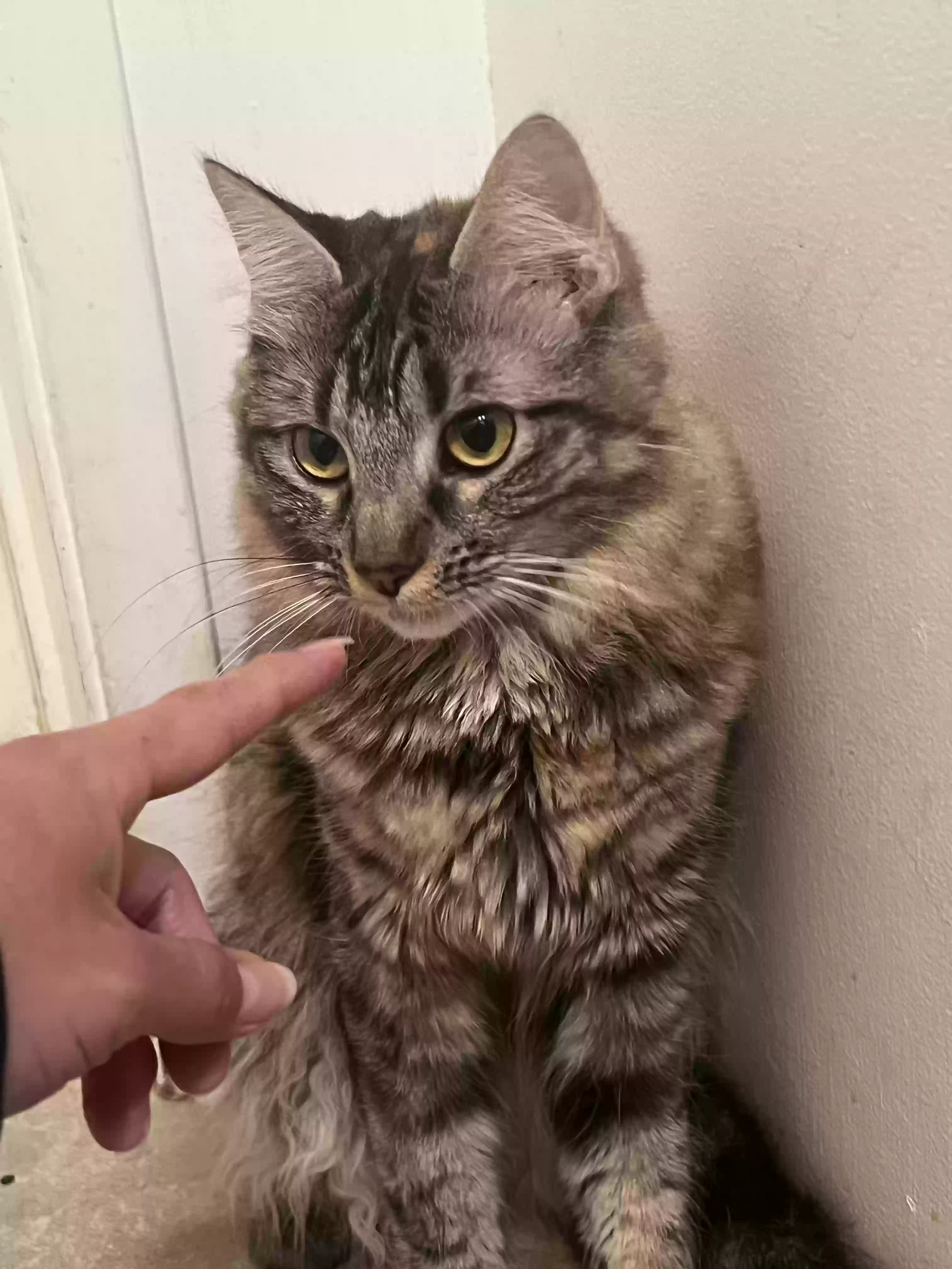 adoptable Cat in Riverside,CA named Nozomi and Lola