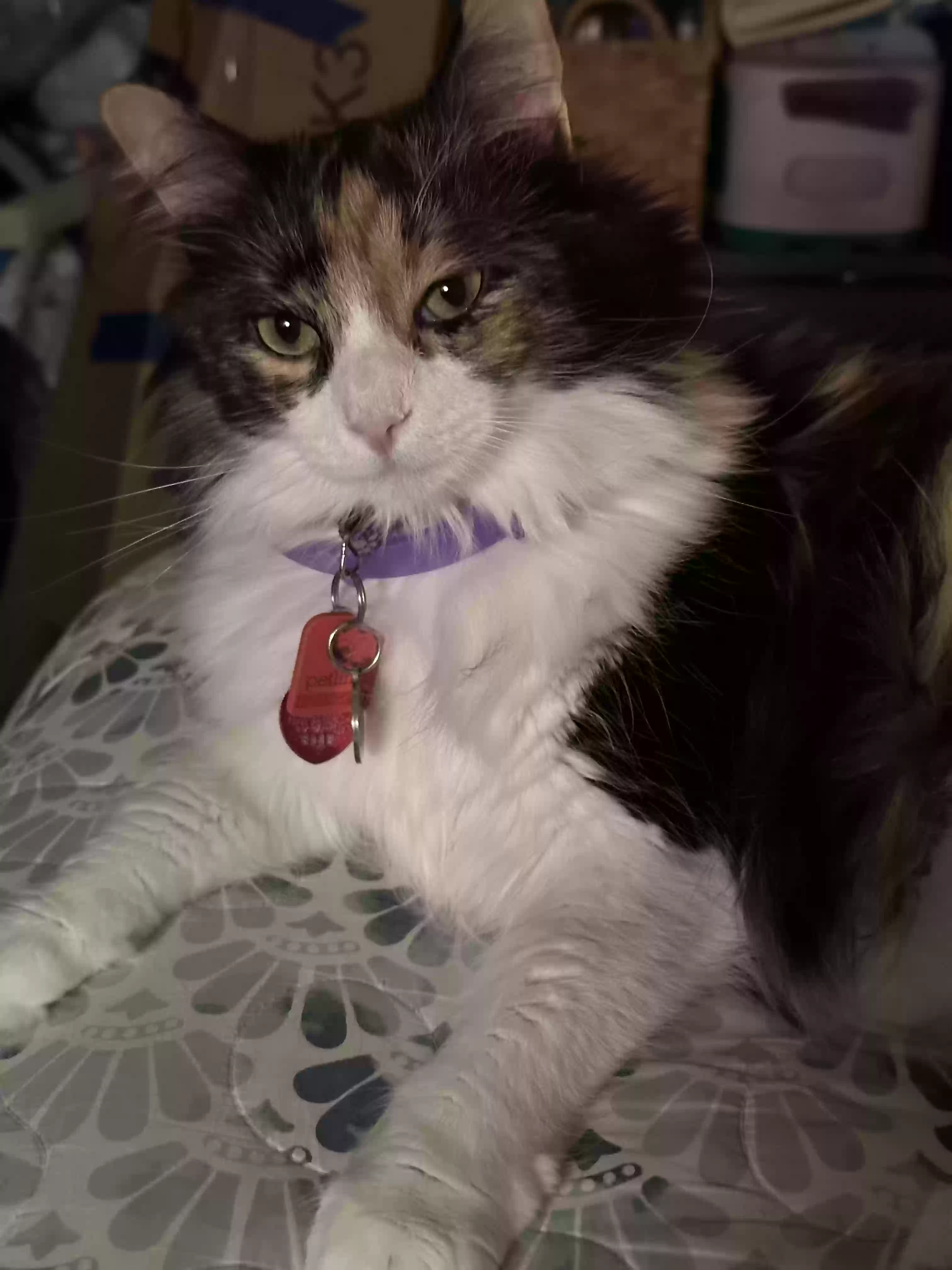 adoptable Cat in Burleson,TX named Luna