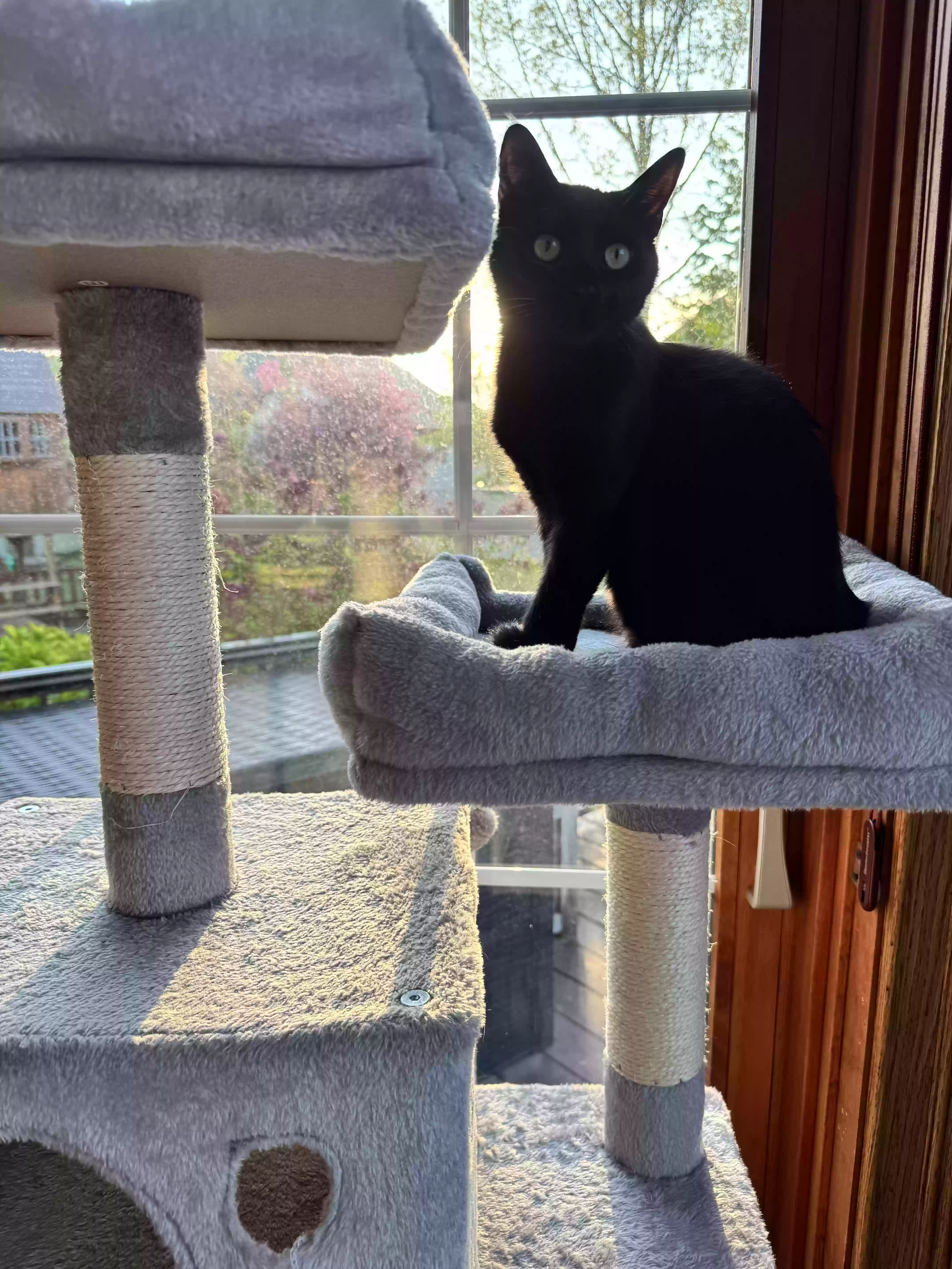 adoptable Cat in Munster,IN named Dusty
