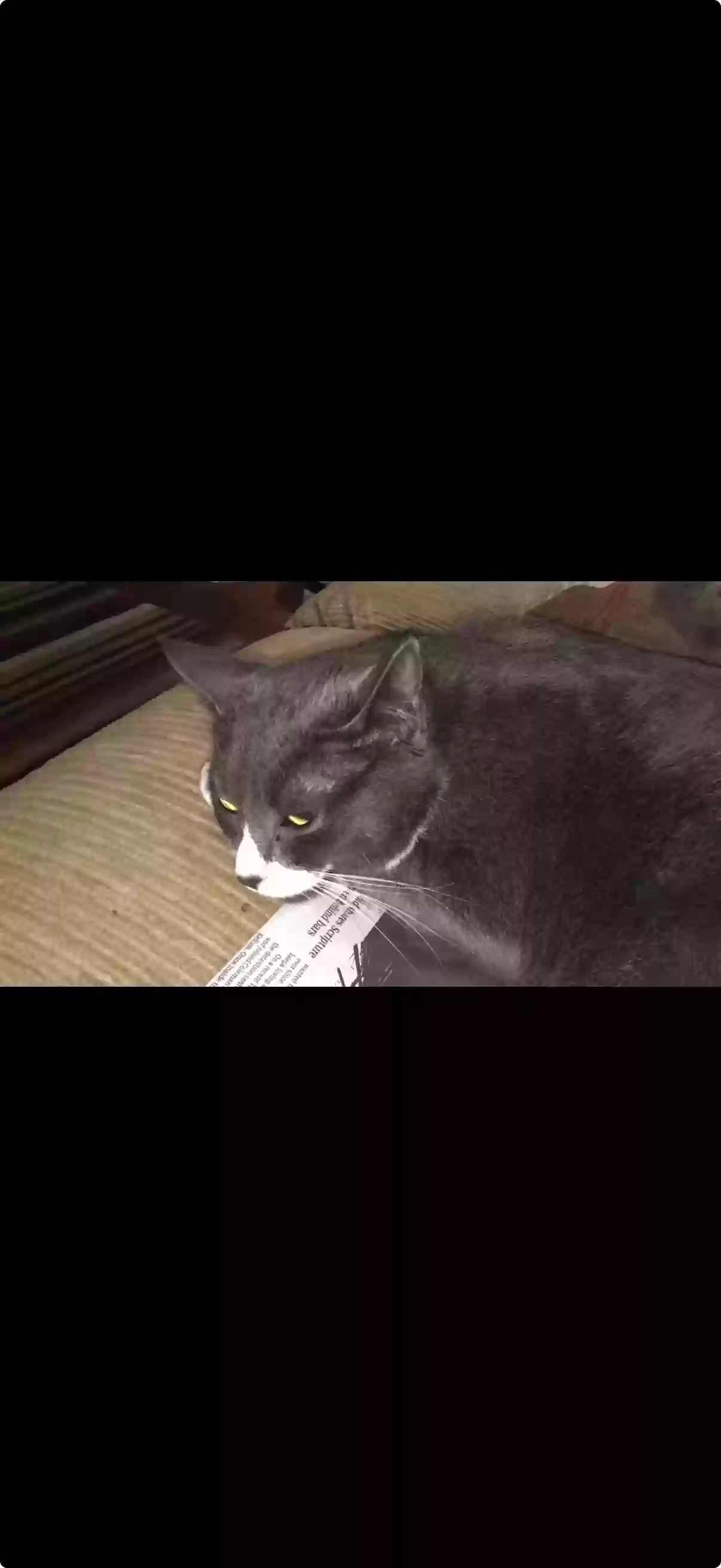 adoptable Cat in Red Lion,PA named Trouble