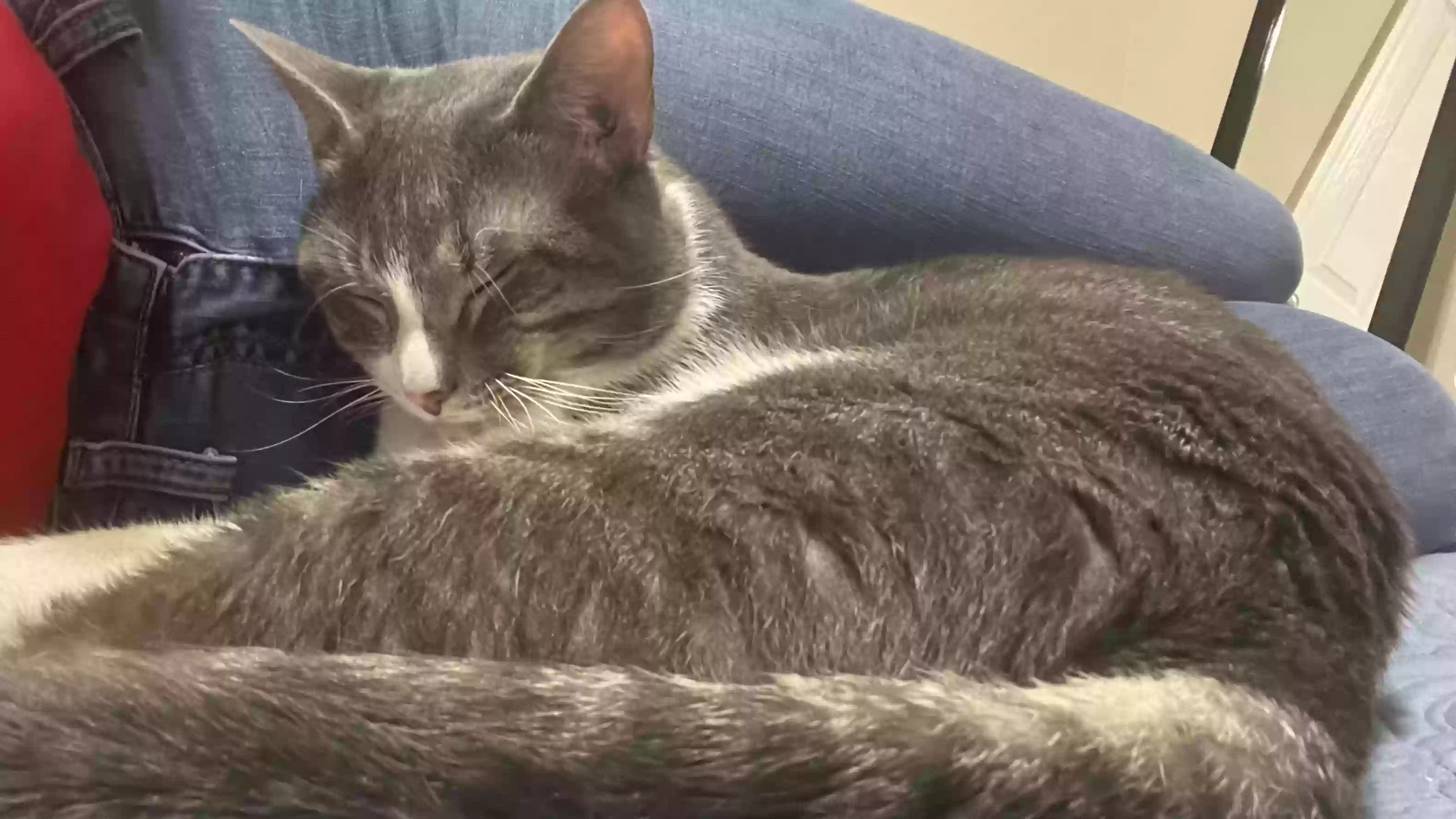 adoptable Cat in Alpharetta,GA named 