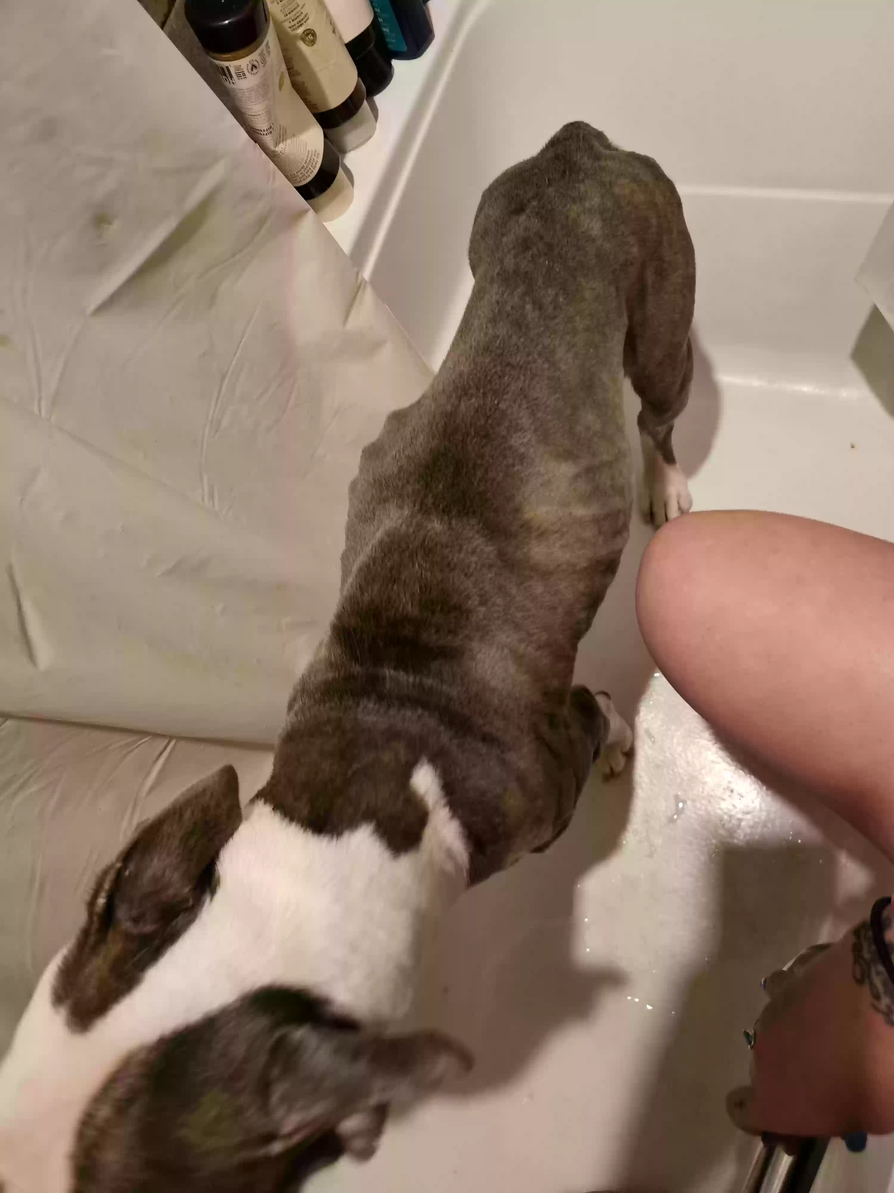 adoptable Dog in Detroit,MI named Brad