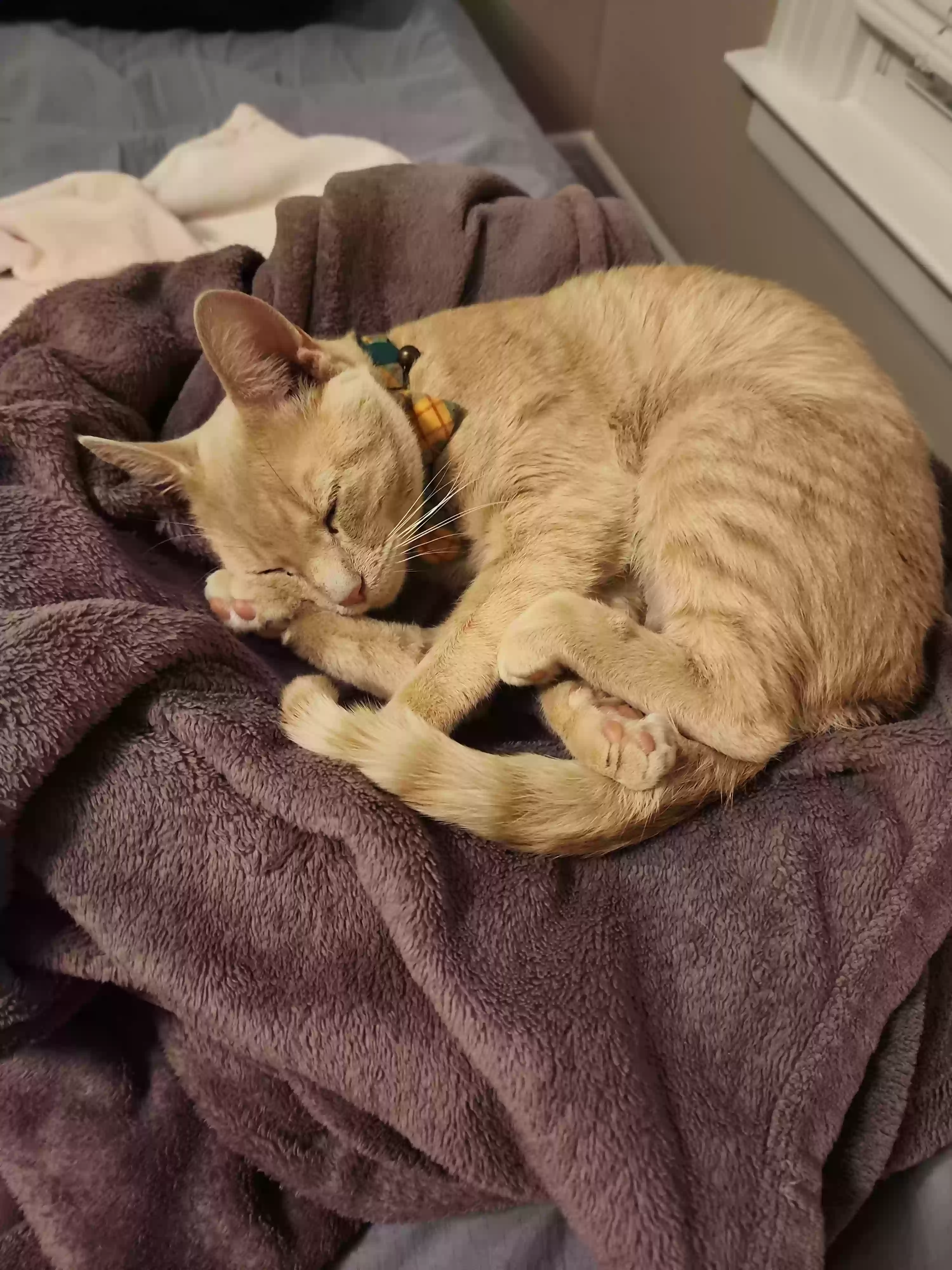 adoptable Cat in Port Huron,MI named Oatmeal Cream Pie
