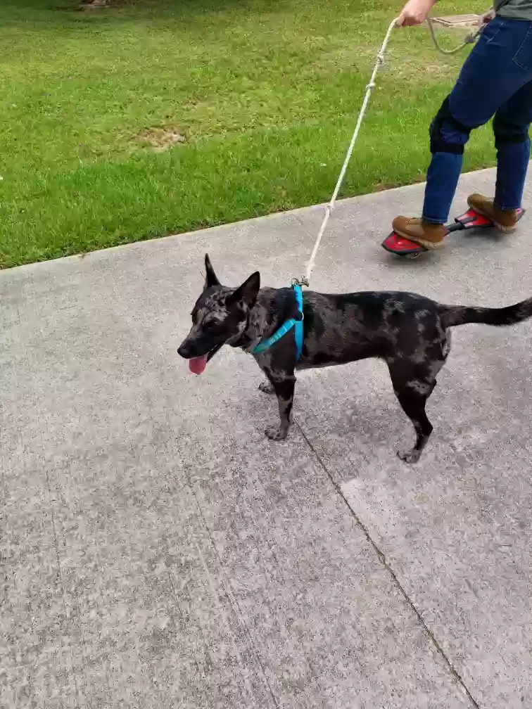 adoptable Dog in Bryan,TX named Star