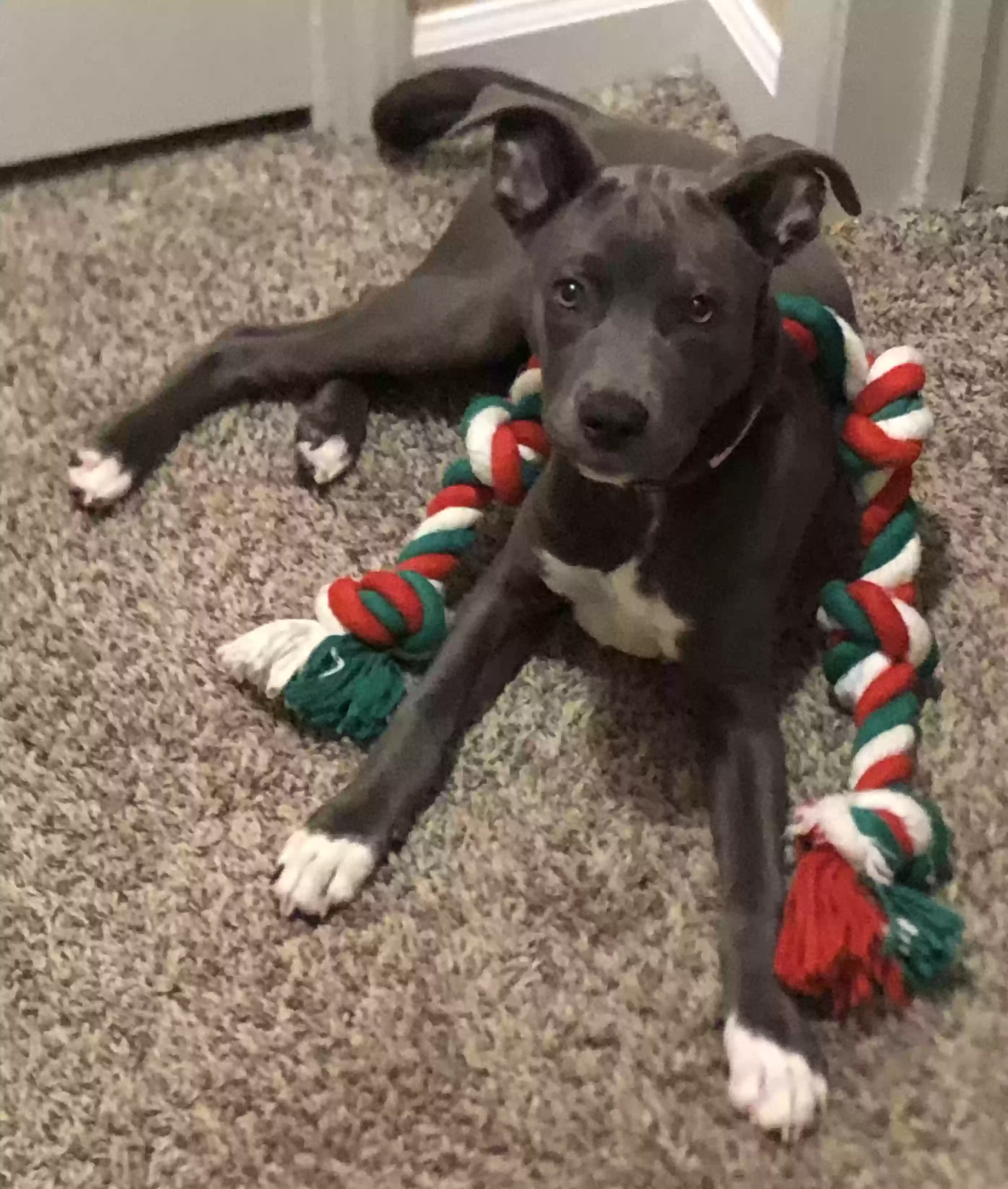 adoptable Dog in Roanoke,TX named Attica Rose