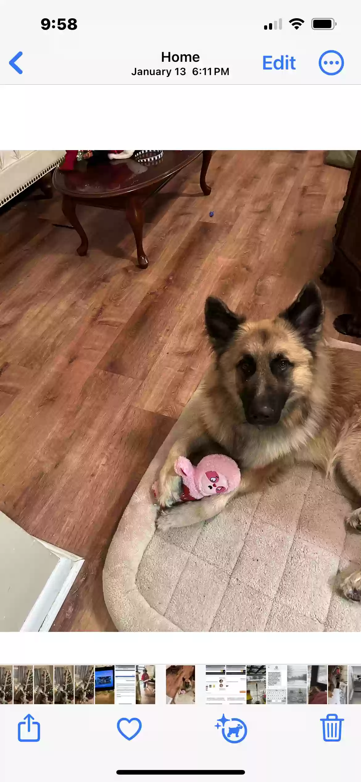 adoptable Dog in Memphis,TN named King