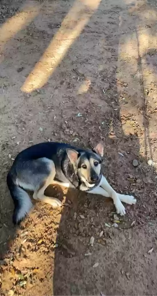 adoptable Dog in Whitney,TX named Stella