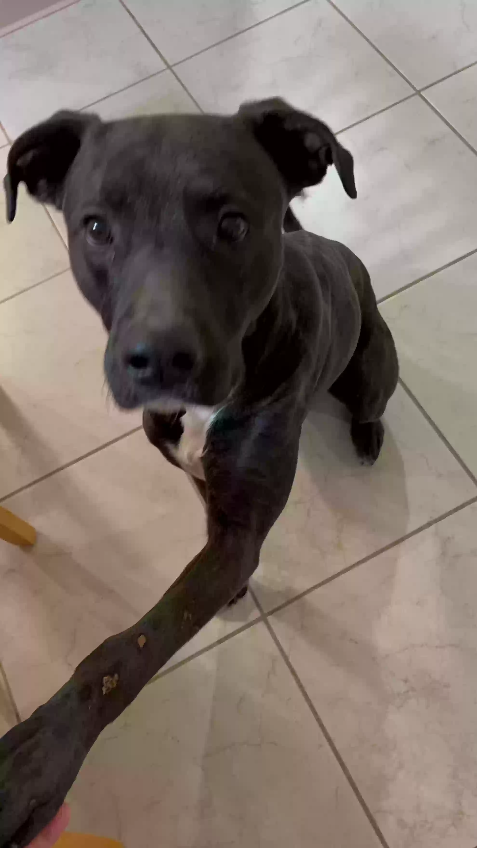 adoptable Dog in El Paso,TX named Sammy