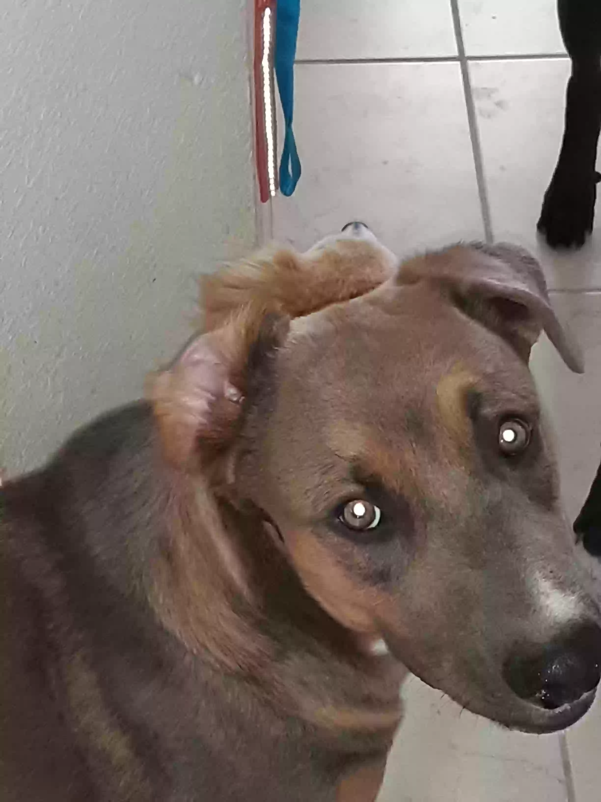 adoptable Dog in El Paso,TX named Charlie