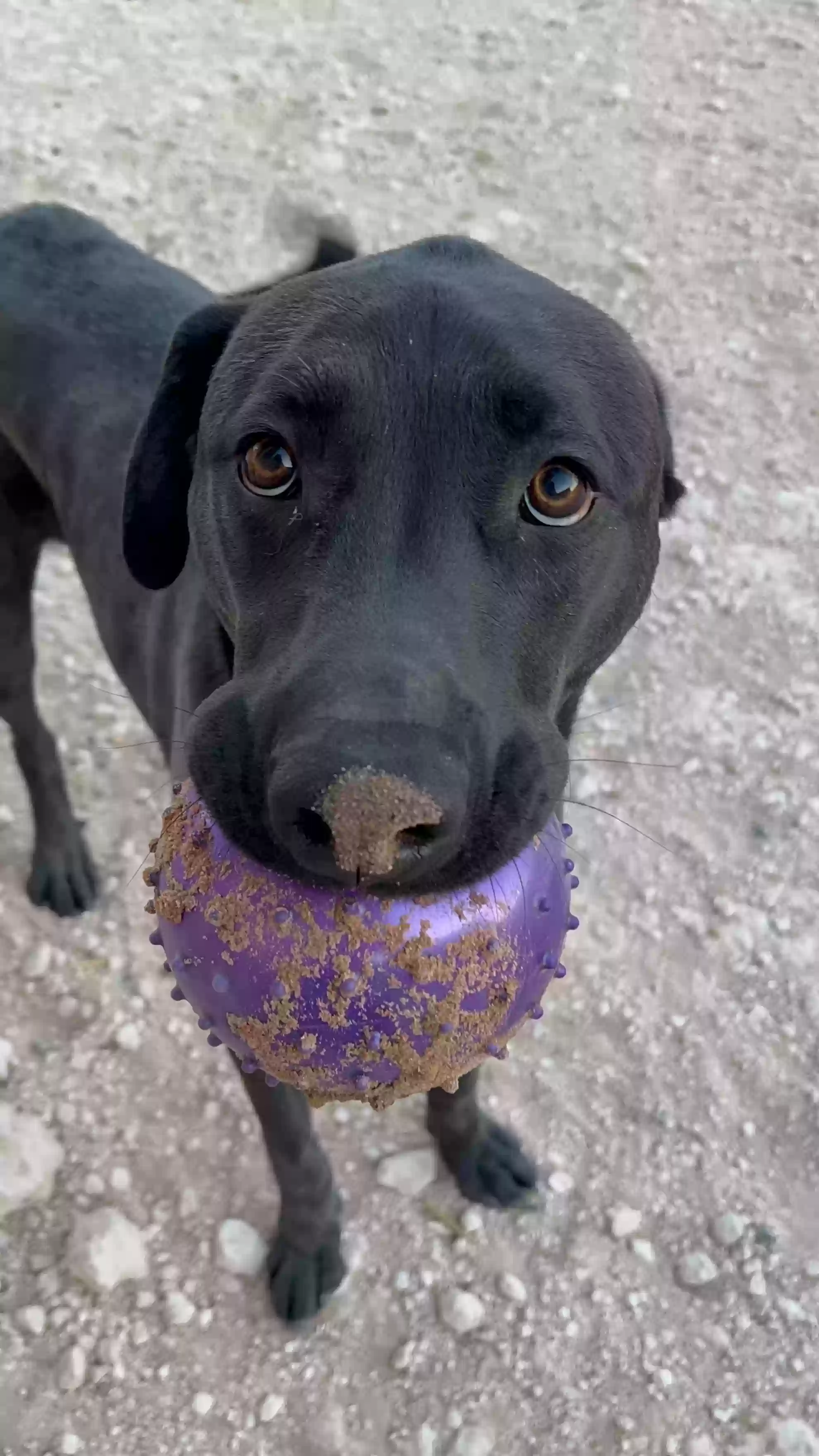 adoptable Dog in El Paso,TX named MJ