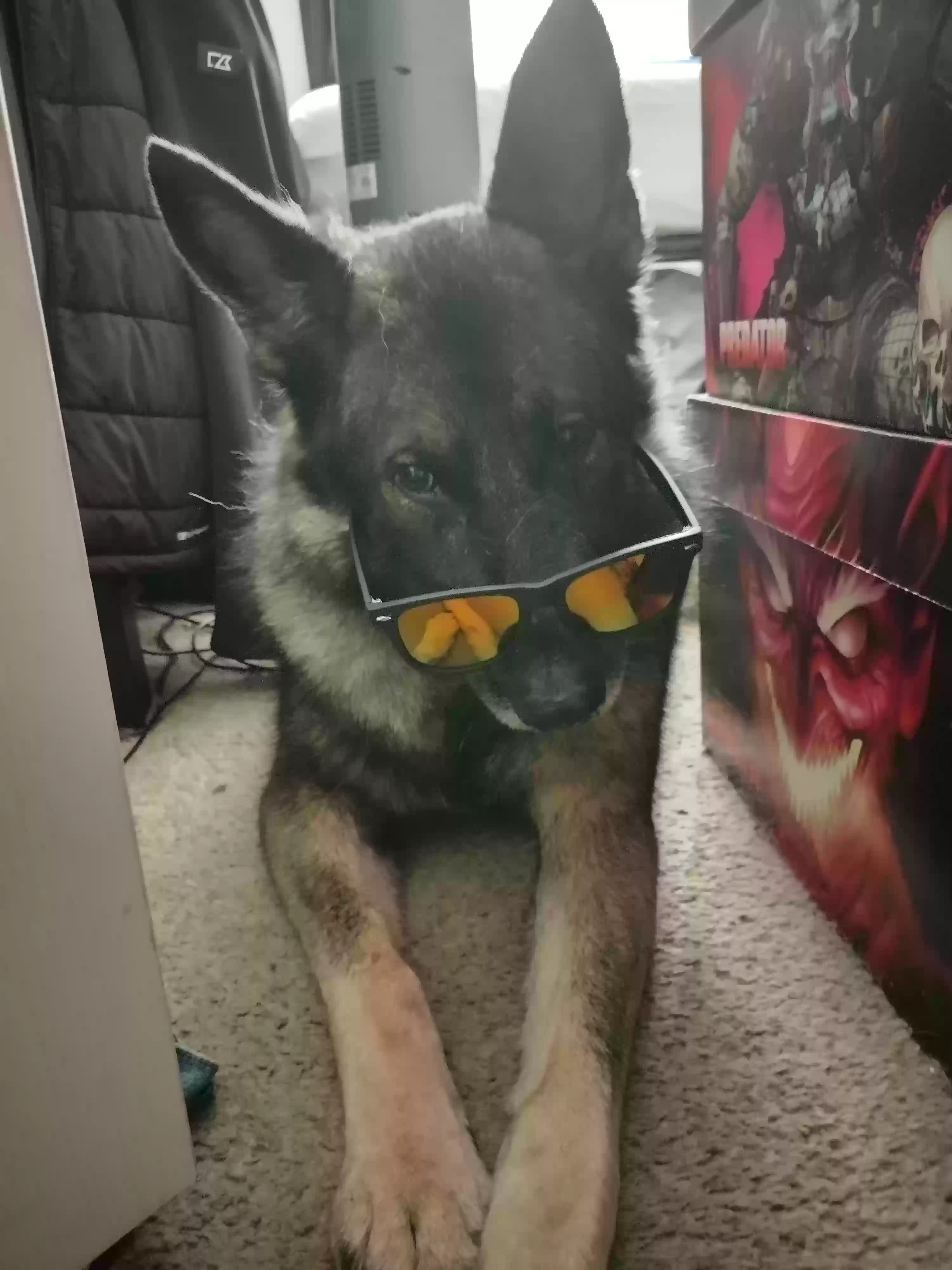 adoptable Dog in Romulus,MI named Harley