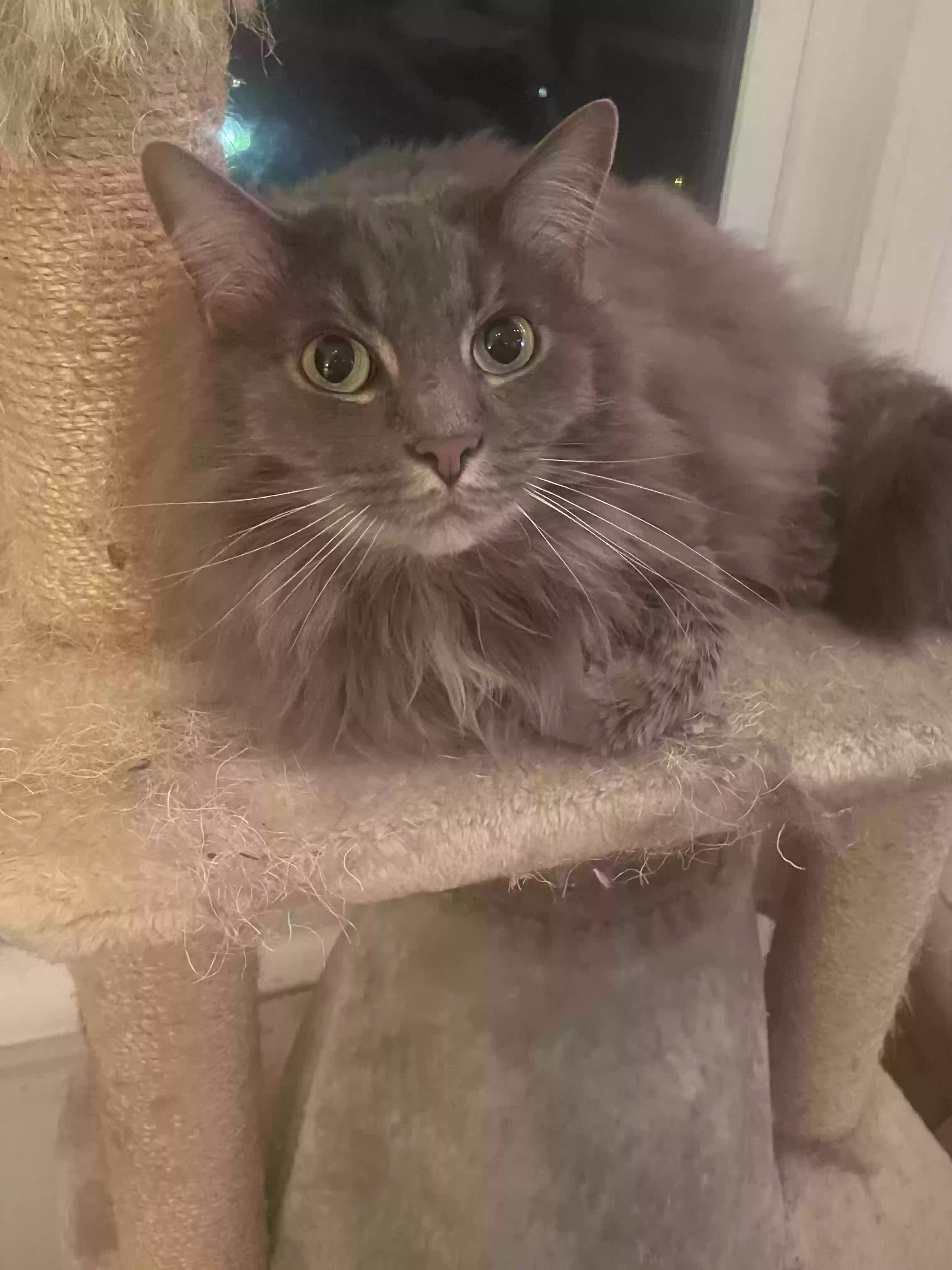 adoptable Cat in Oak Ridge,TN named Gus