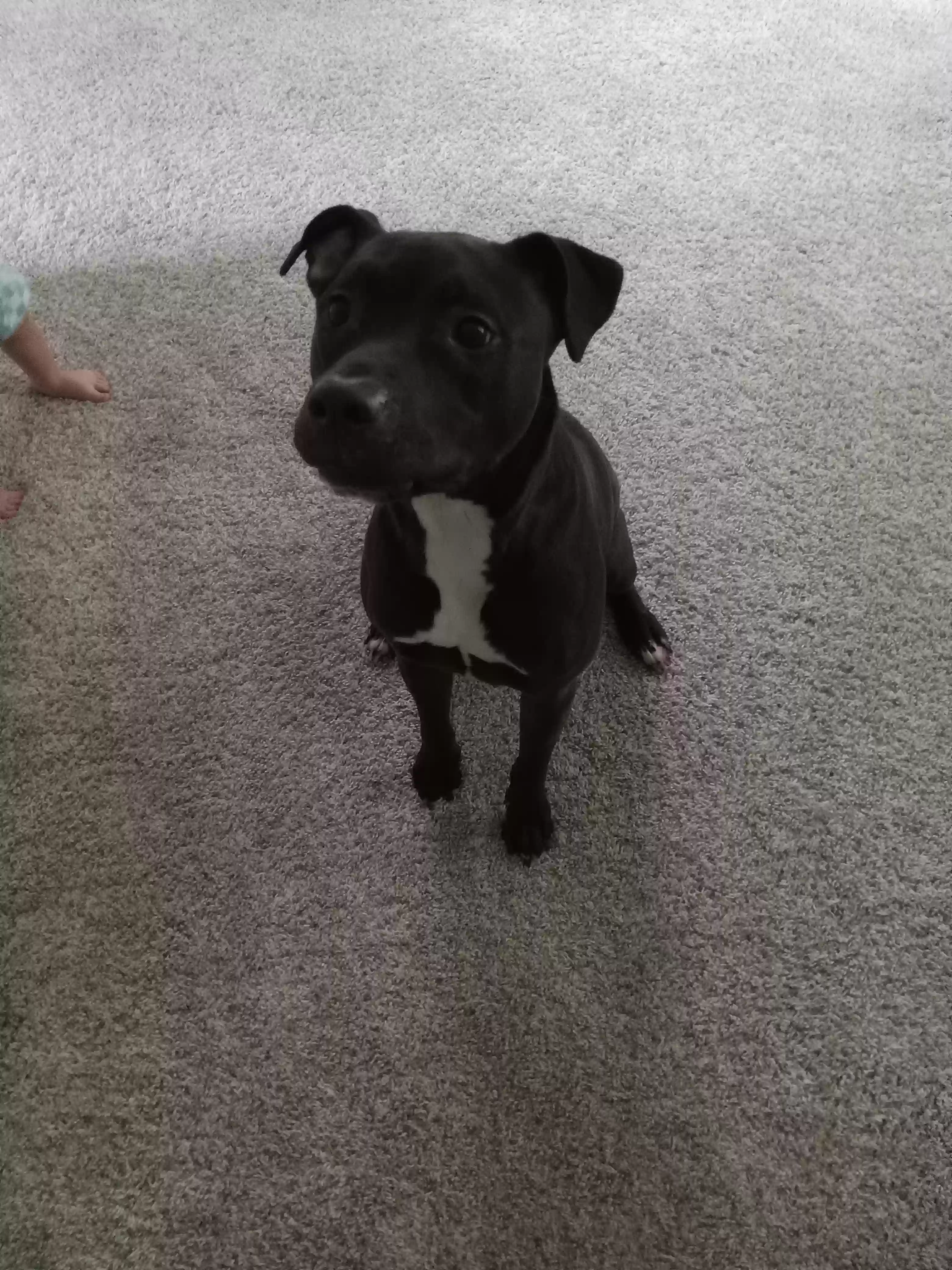adoptable Dog in Canton,OH named Blackjack