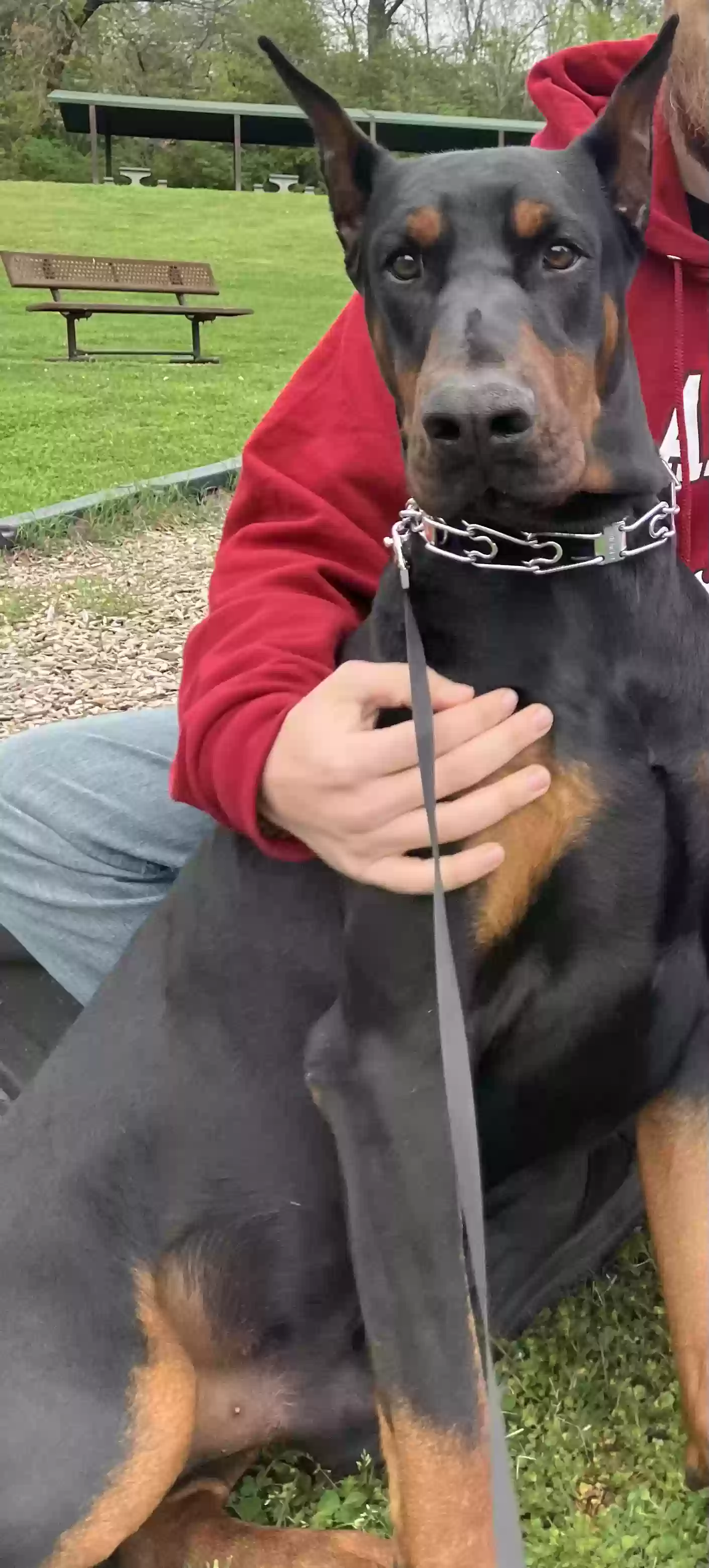 adoptable Dog in Harriman,TN named Apollo