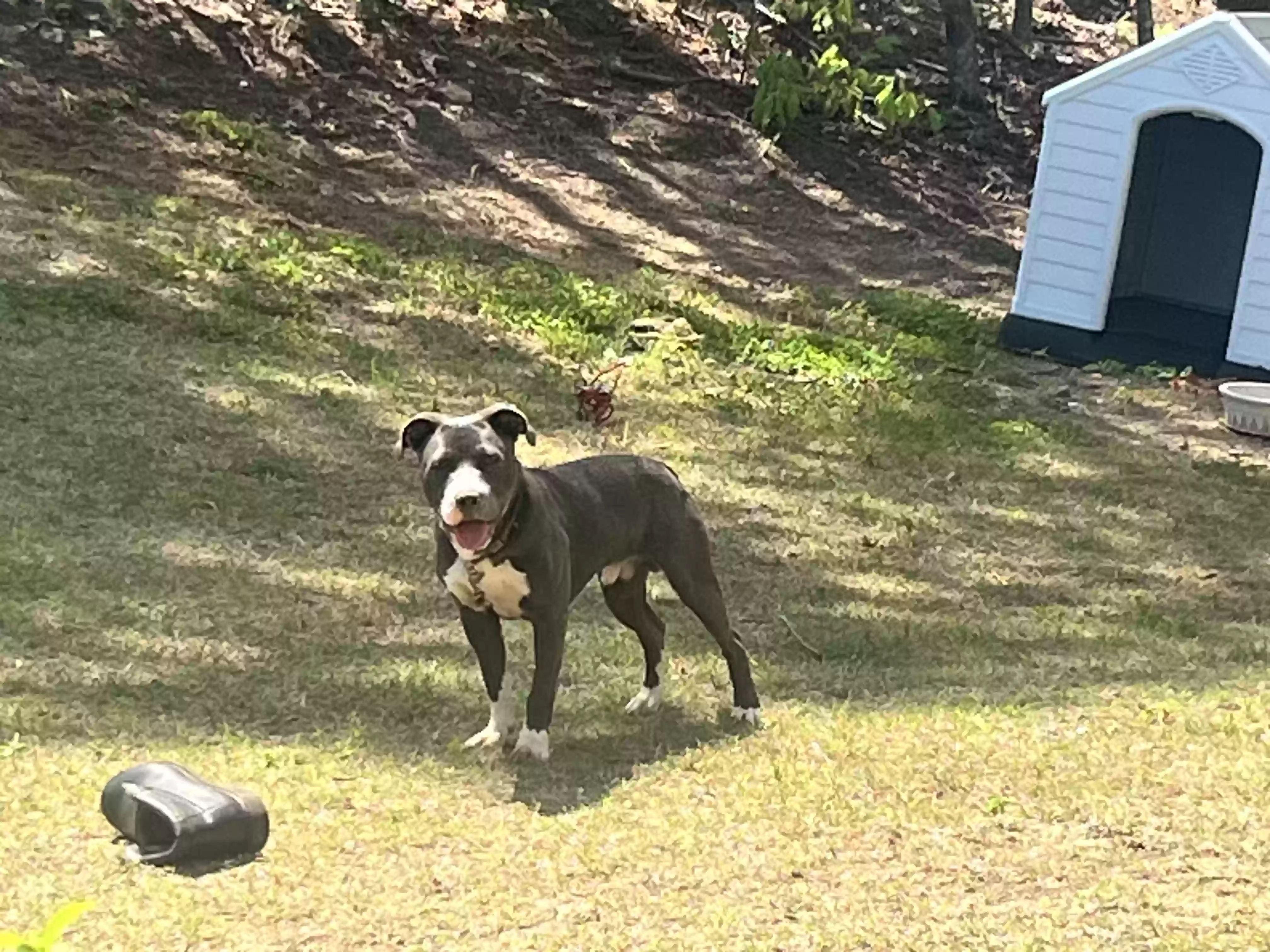 adoptable Dog in Dallas,GA named Aires