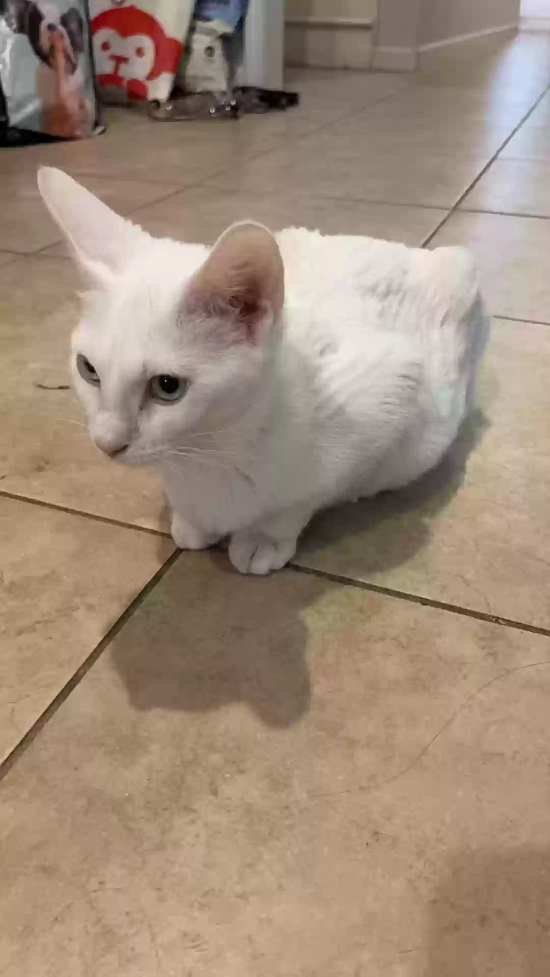 adoptable Cat in Duluth,GA named DA bai