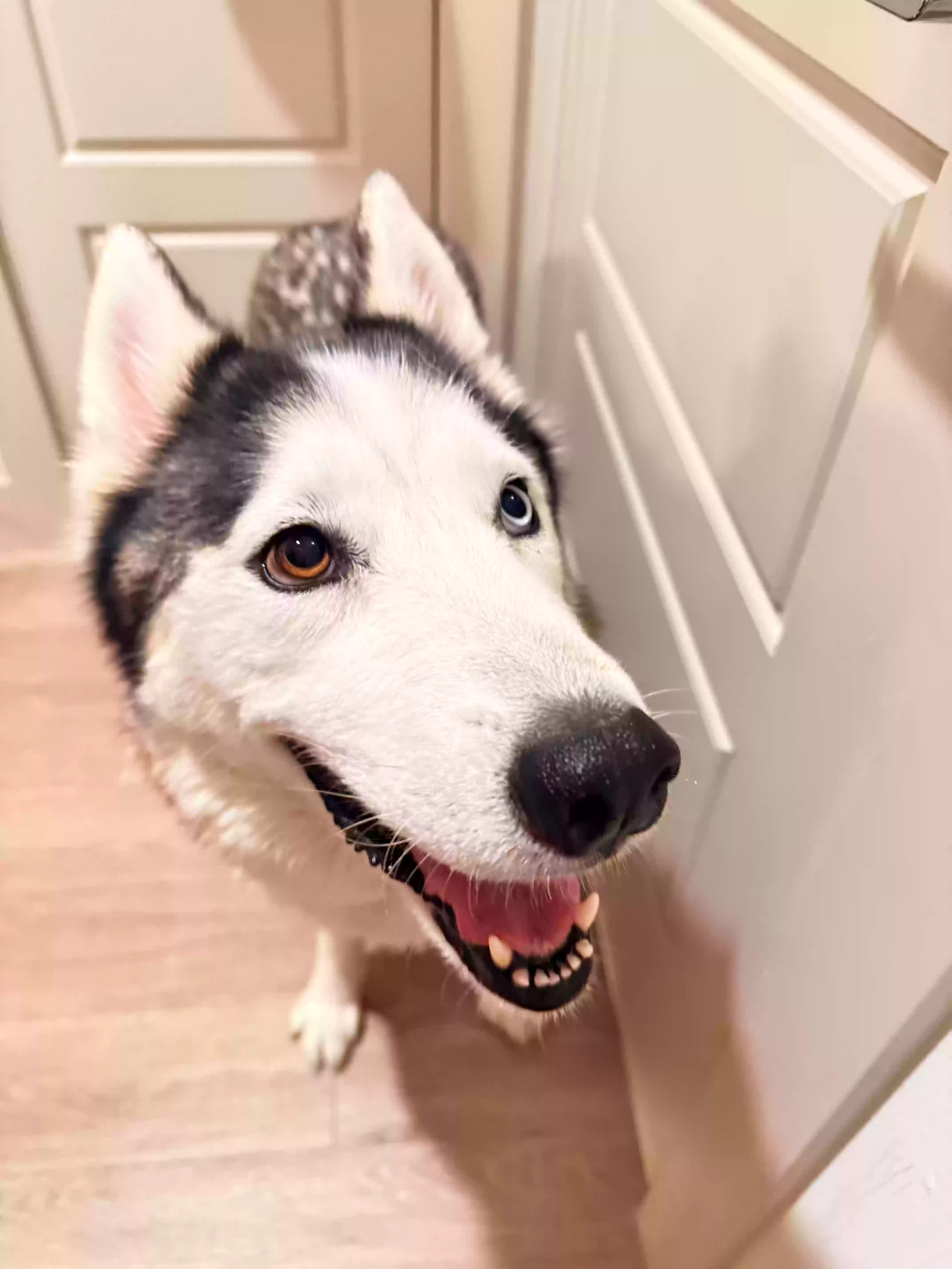 adoptable Dog in Frisco,TX named Sesi