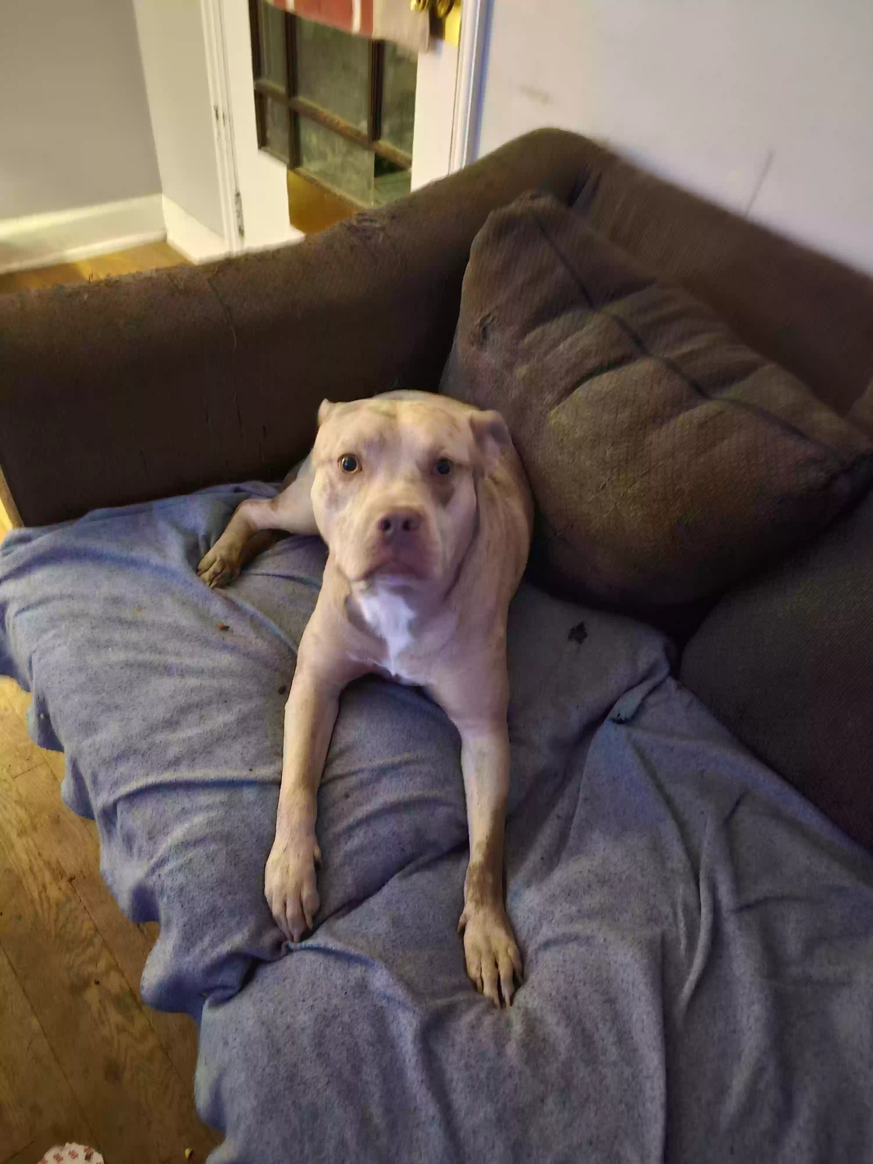 adoptable Dog in Canton,OH named Chief
