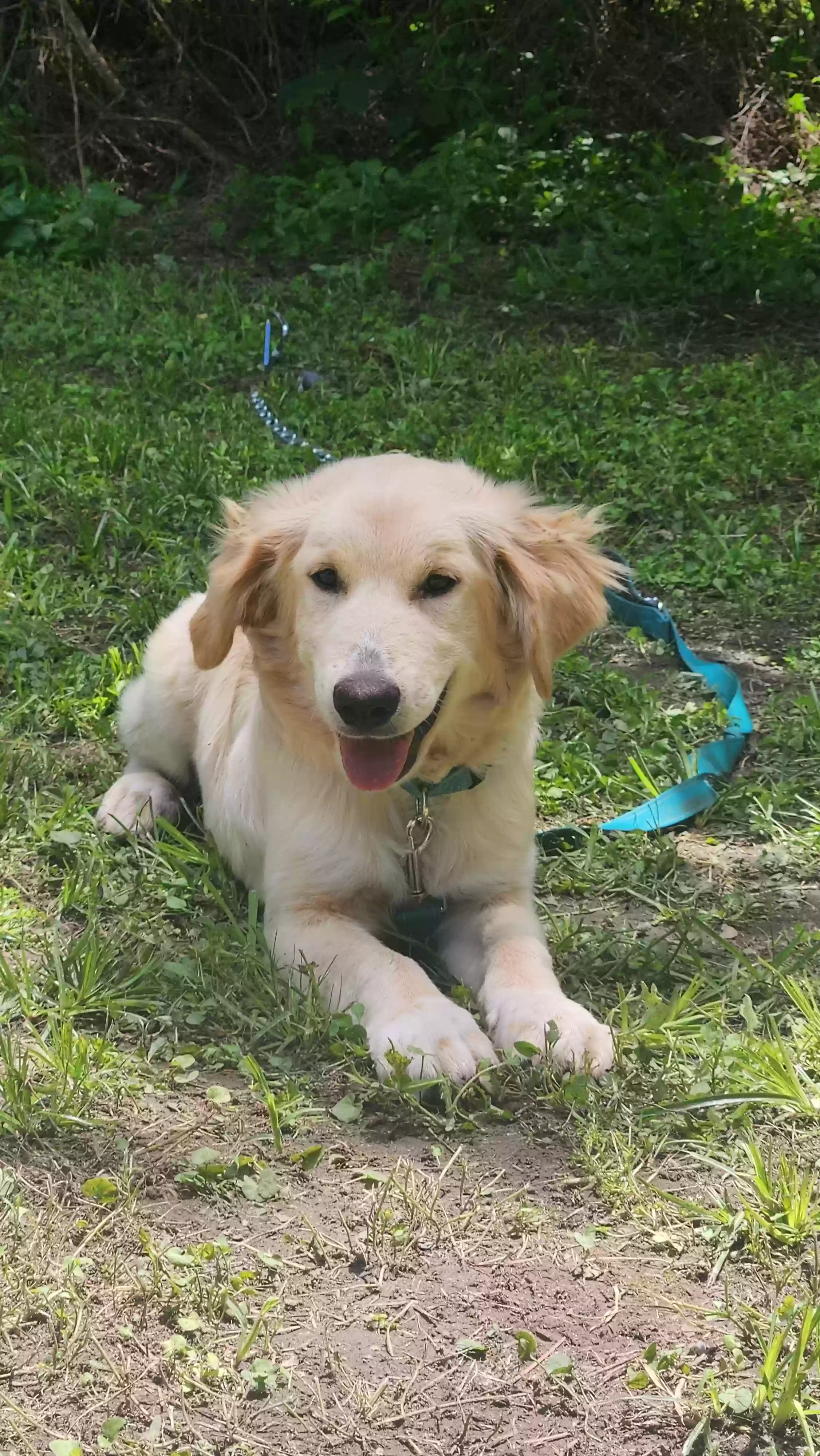 adoptable Dog in Hockley,TX named Luna