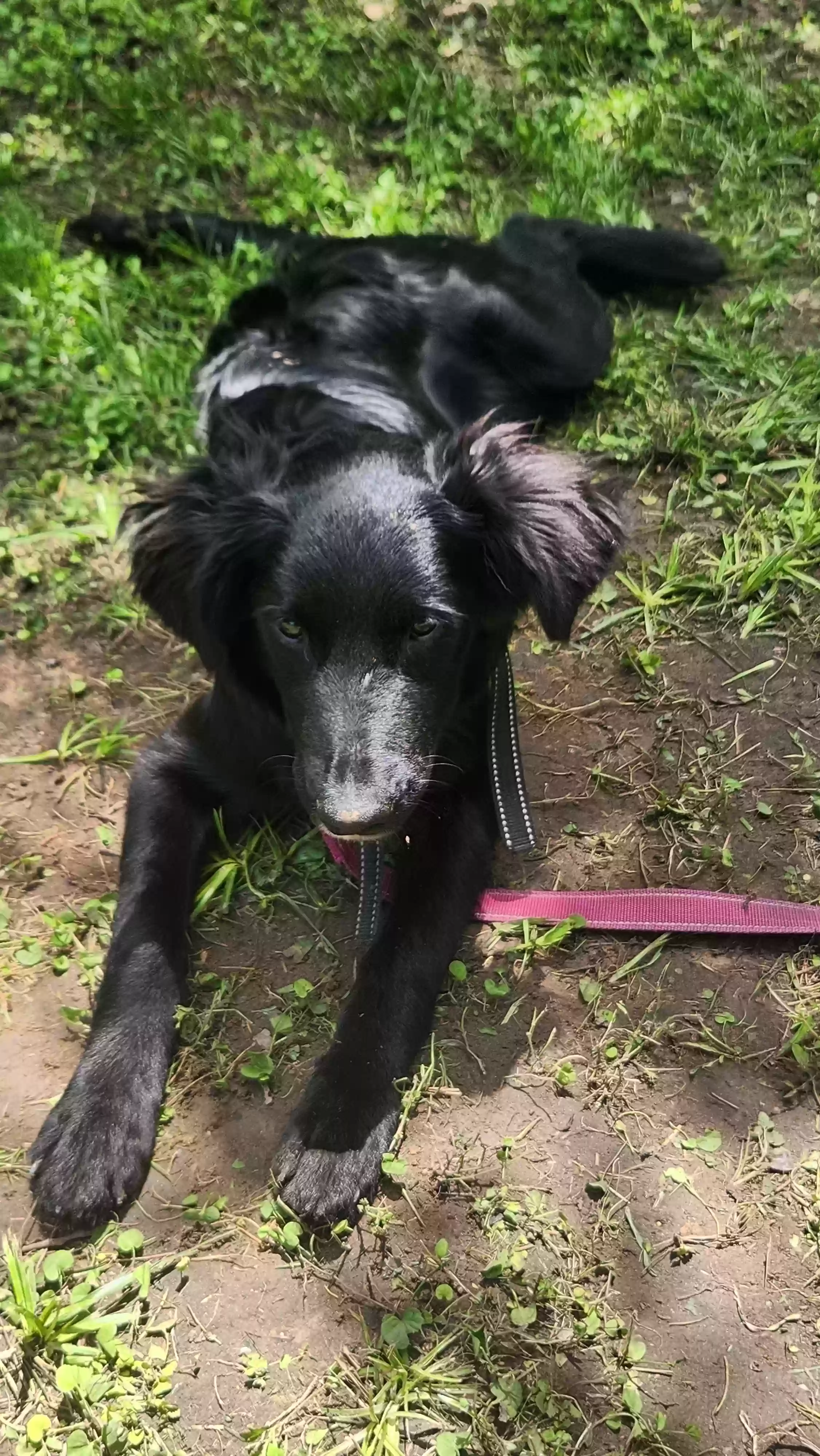 adoptable Dog in Hockley,TX named TINY