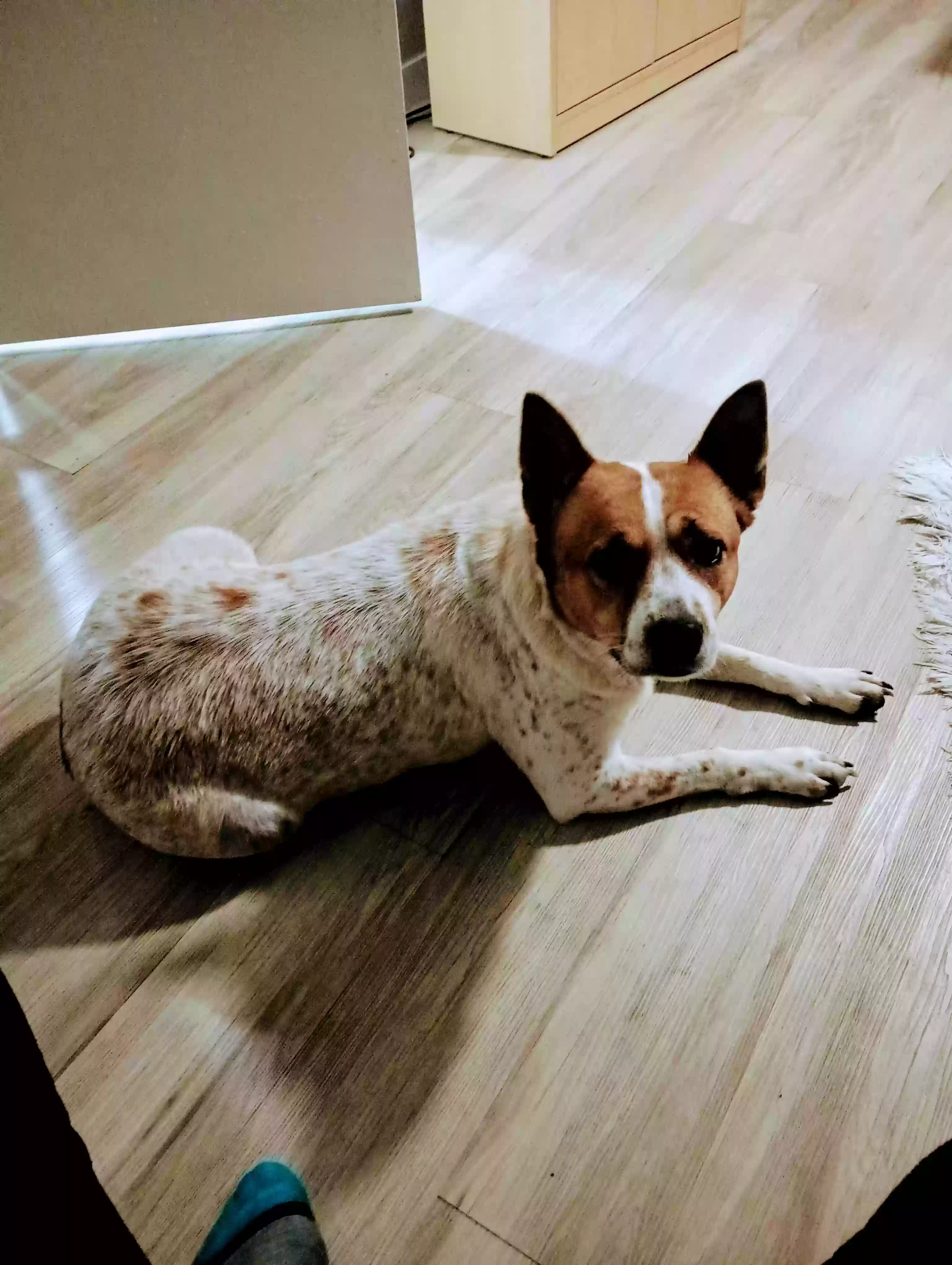 adoptable Dog in Phoenix,AZ named Maya