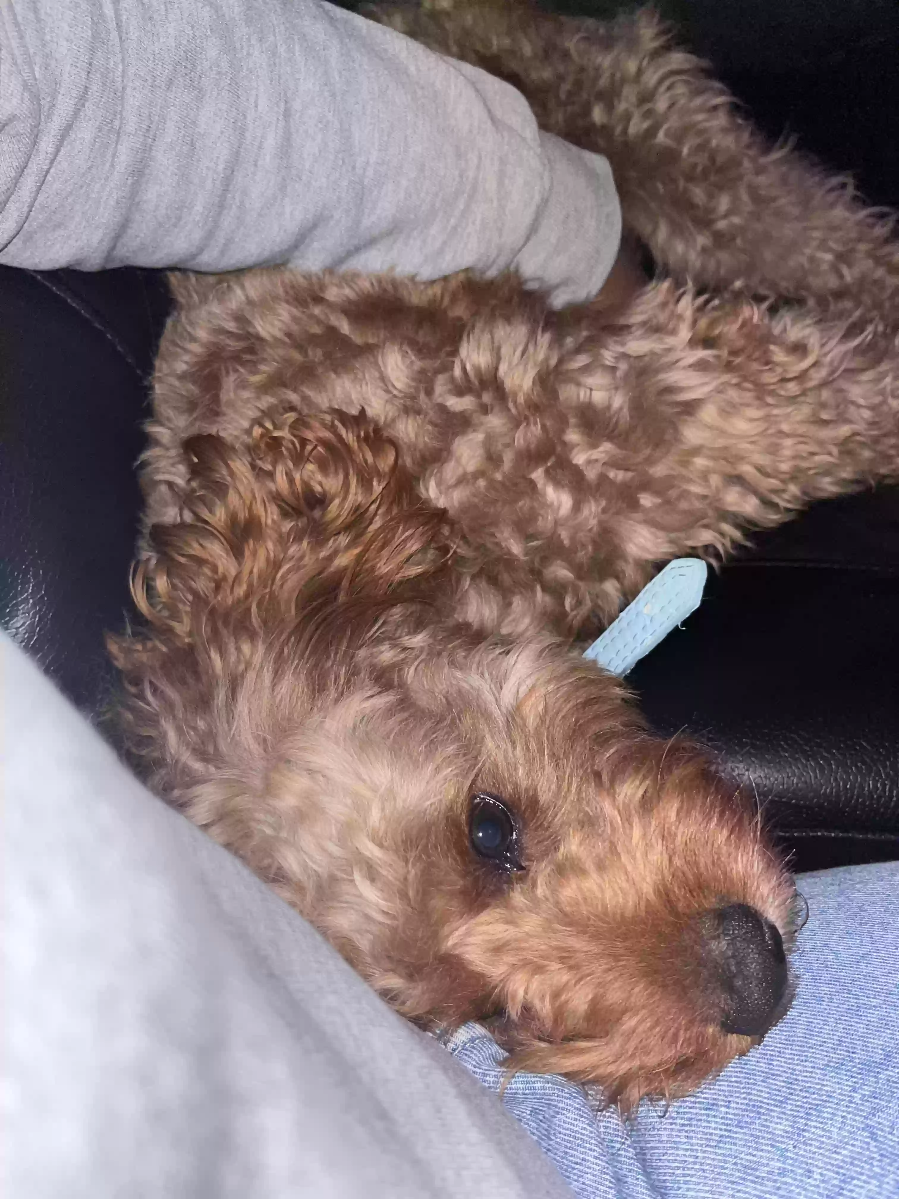 adoptable Dog in Upper Darby,PA named Tio