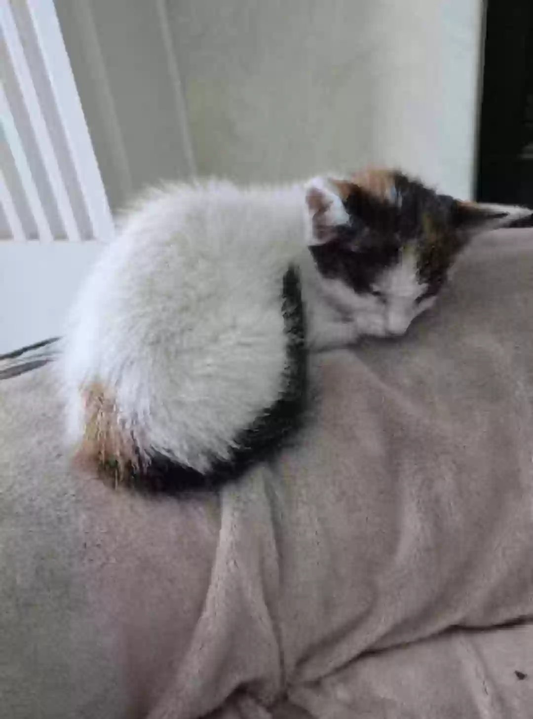 adoptable Cat in Jacksonville,FL named Abandoned Kitten