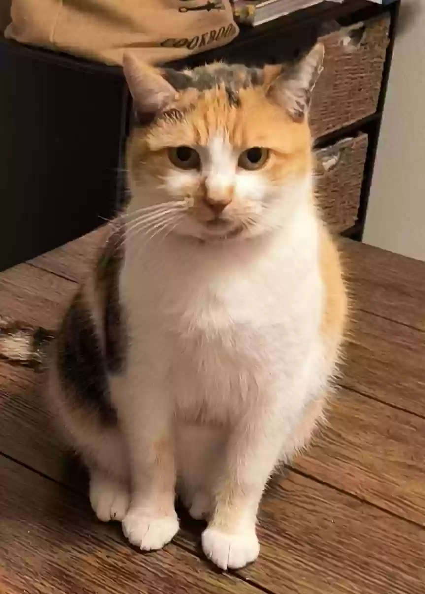 adoptable Cat in Caddo,TX named Tomi