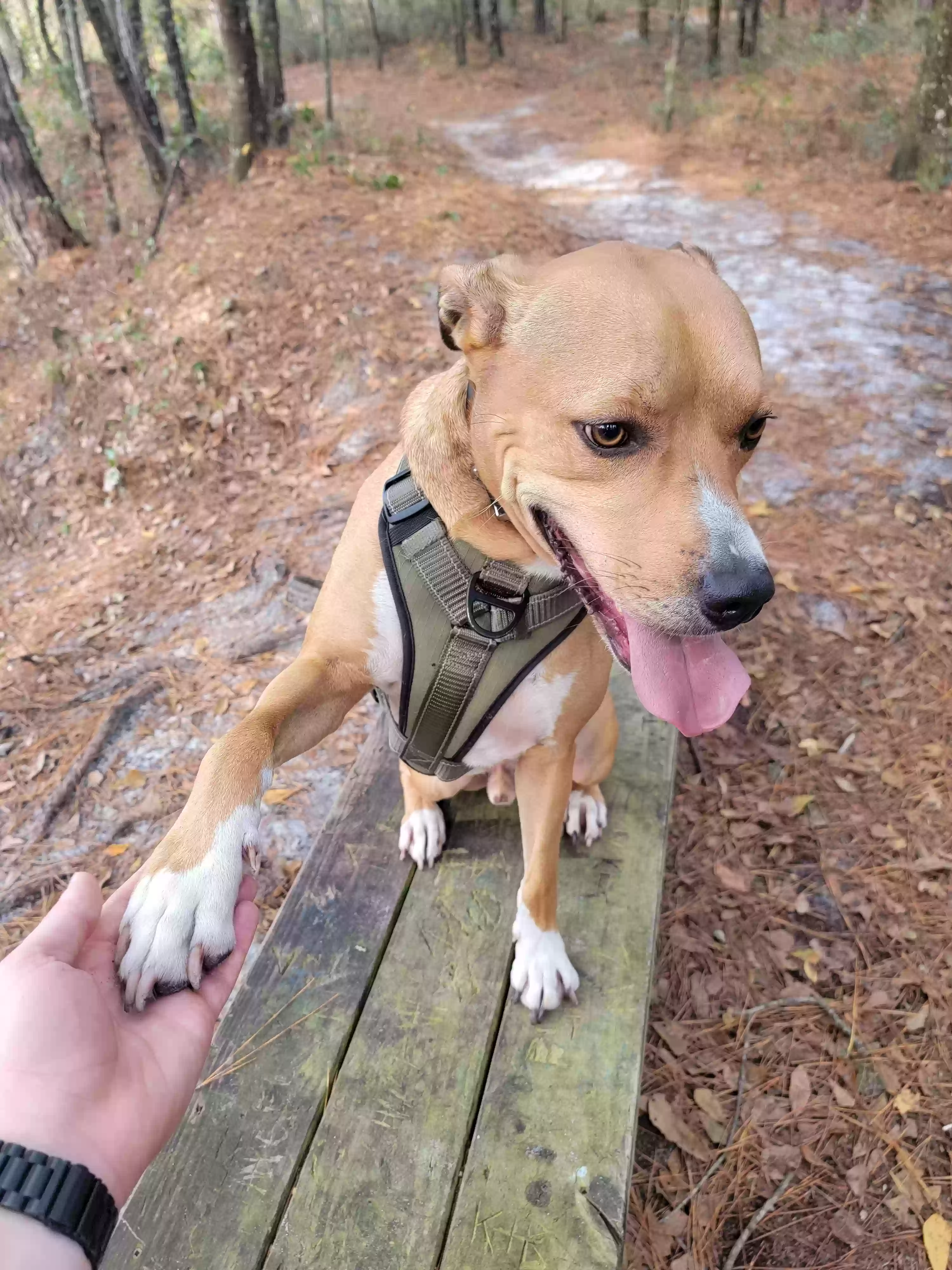 adoptable Dog in Jacksonville,FL named Misu (Misunderstood)