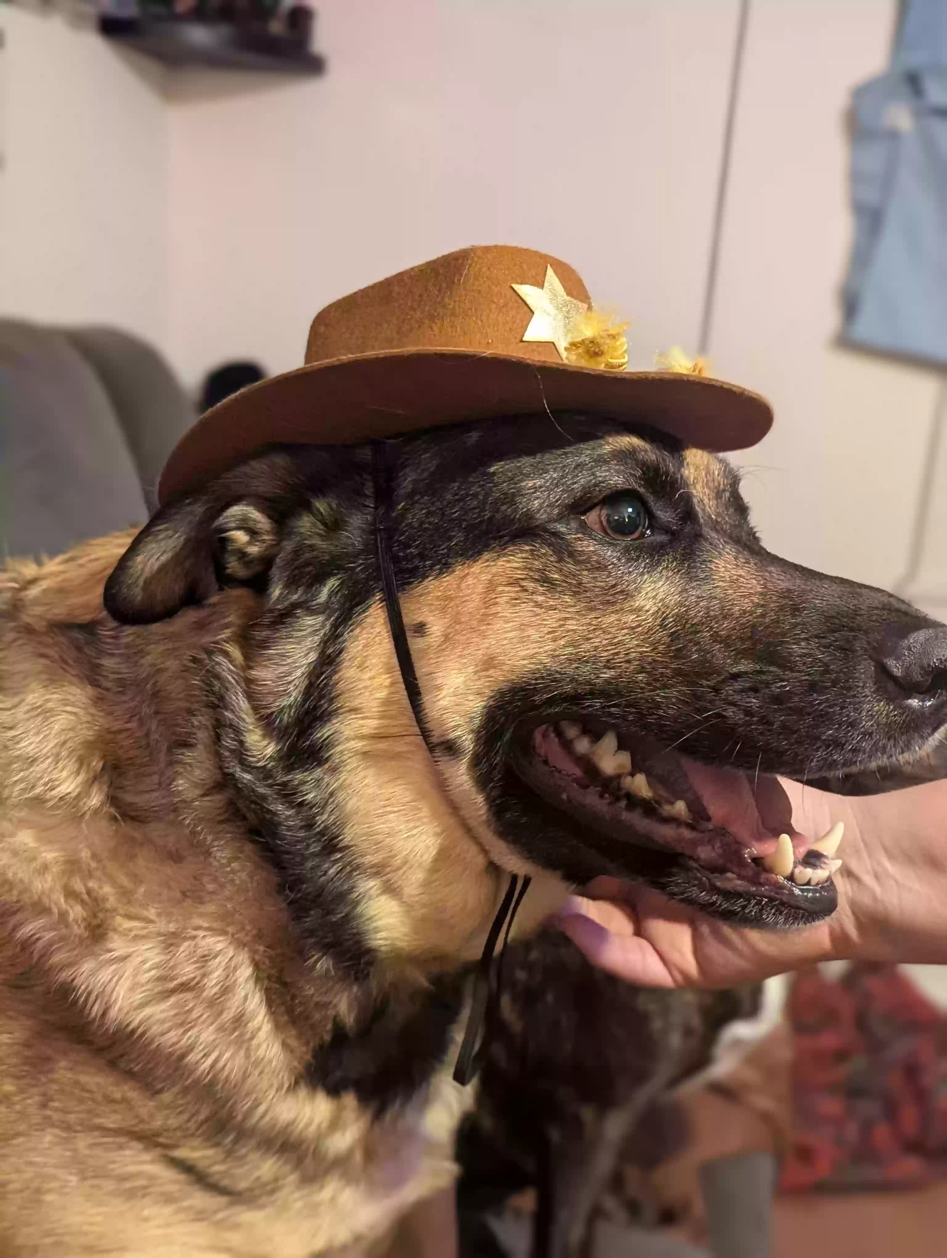 adoptable Dog in Amarillo,TX named Stryker Sage