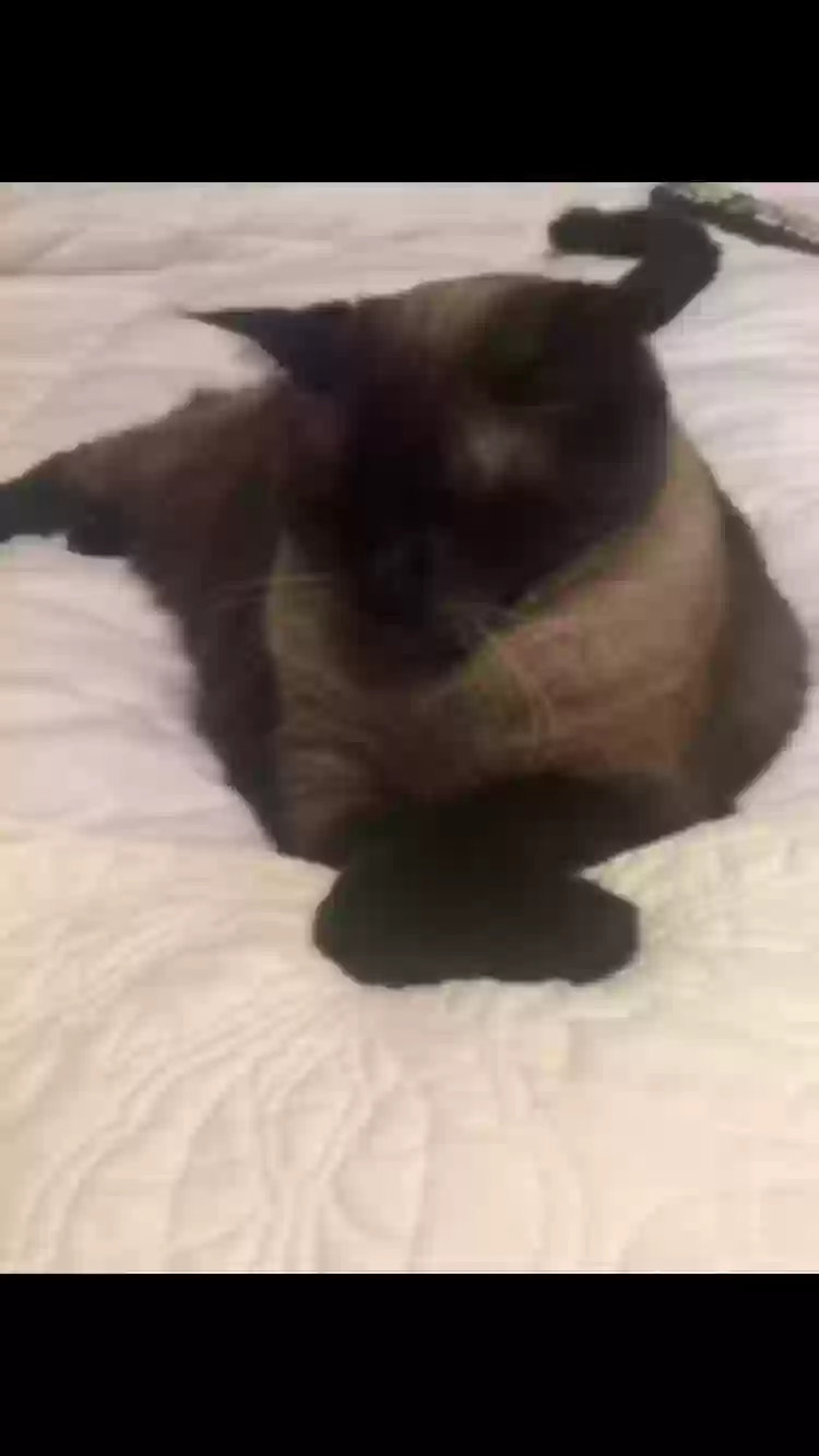 adoptable Cat in Ormond Beach,FL named Cece