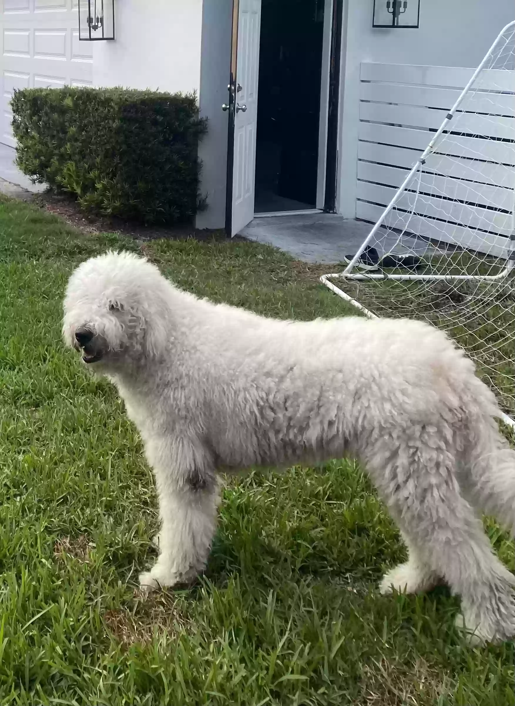 adoptable Dog in Miami,FL named Rosie