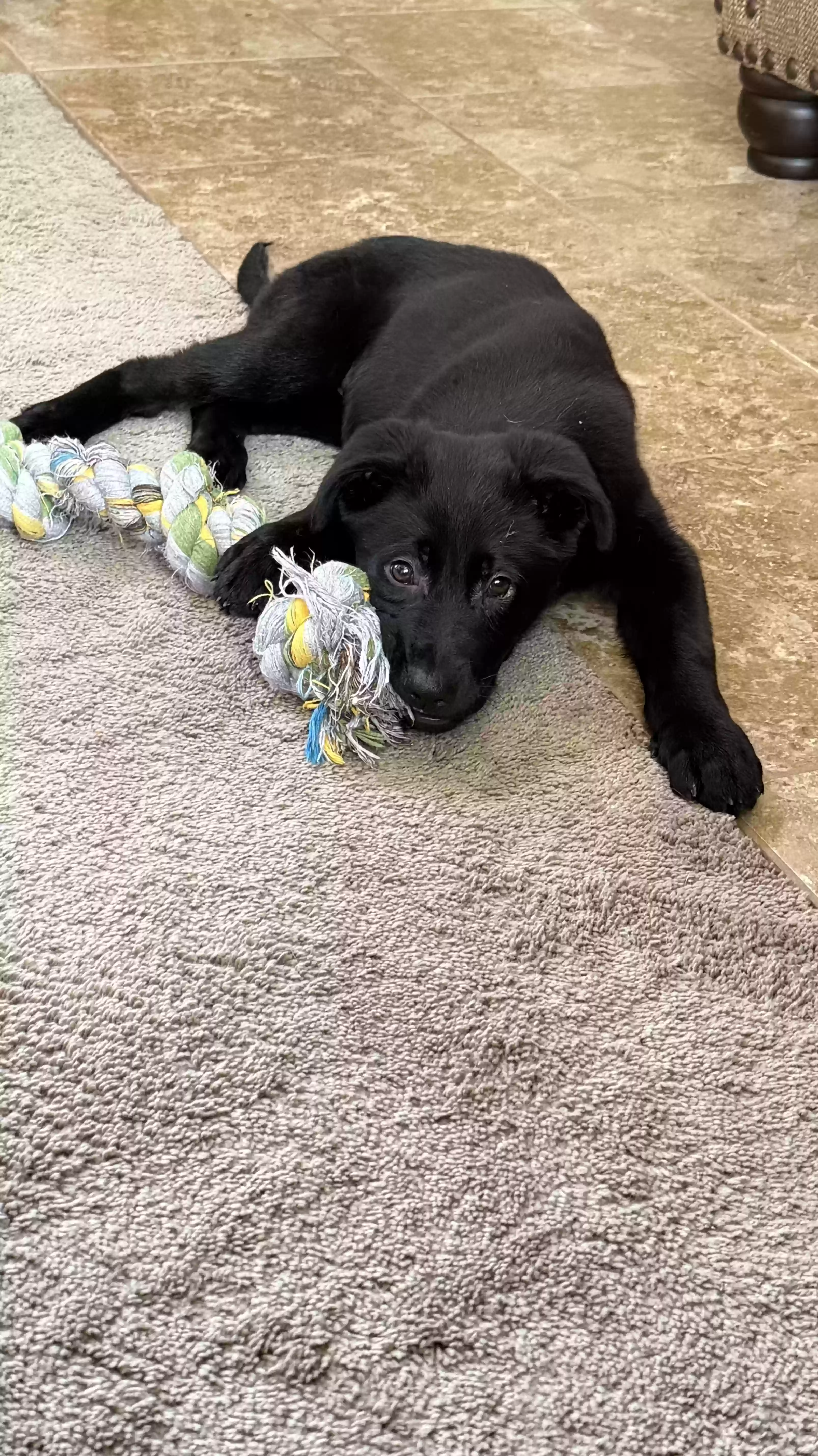 adoptable Dog in Spring,TX named