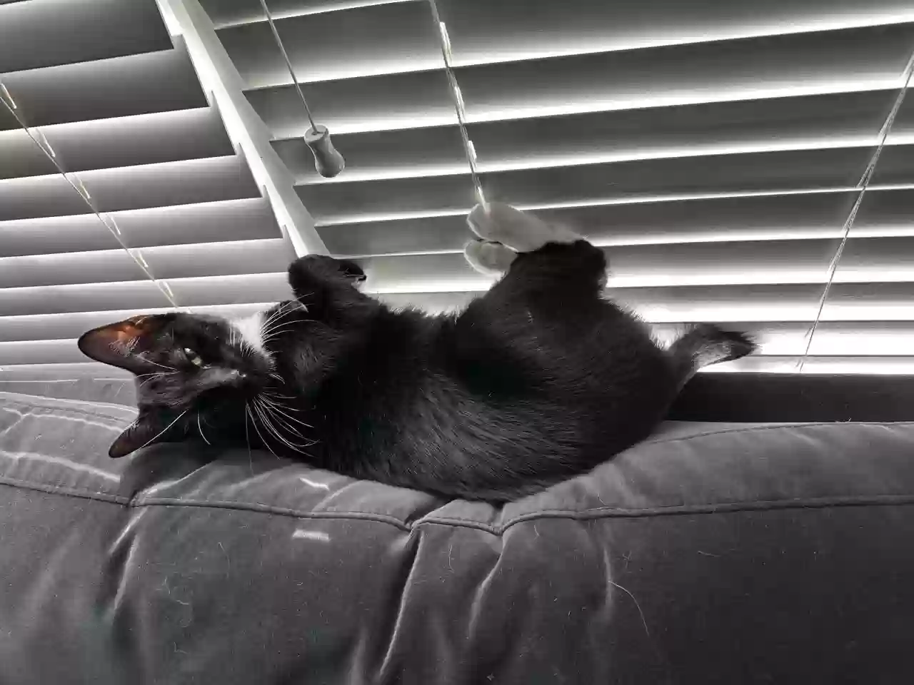 adoptable Cat in Frisco,TX named Phin