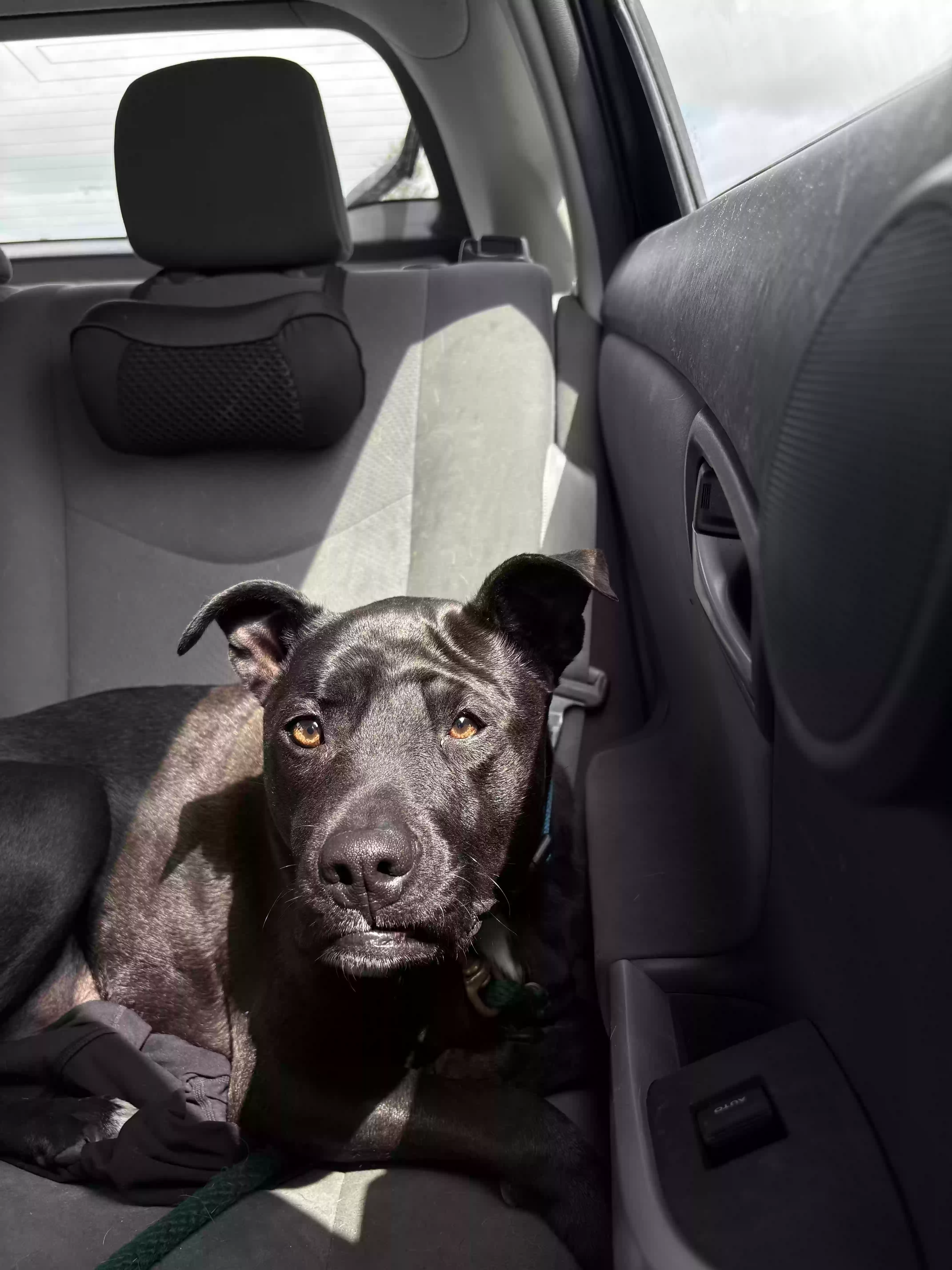 adoptable Dog in Highland Park,MI named Stryker