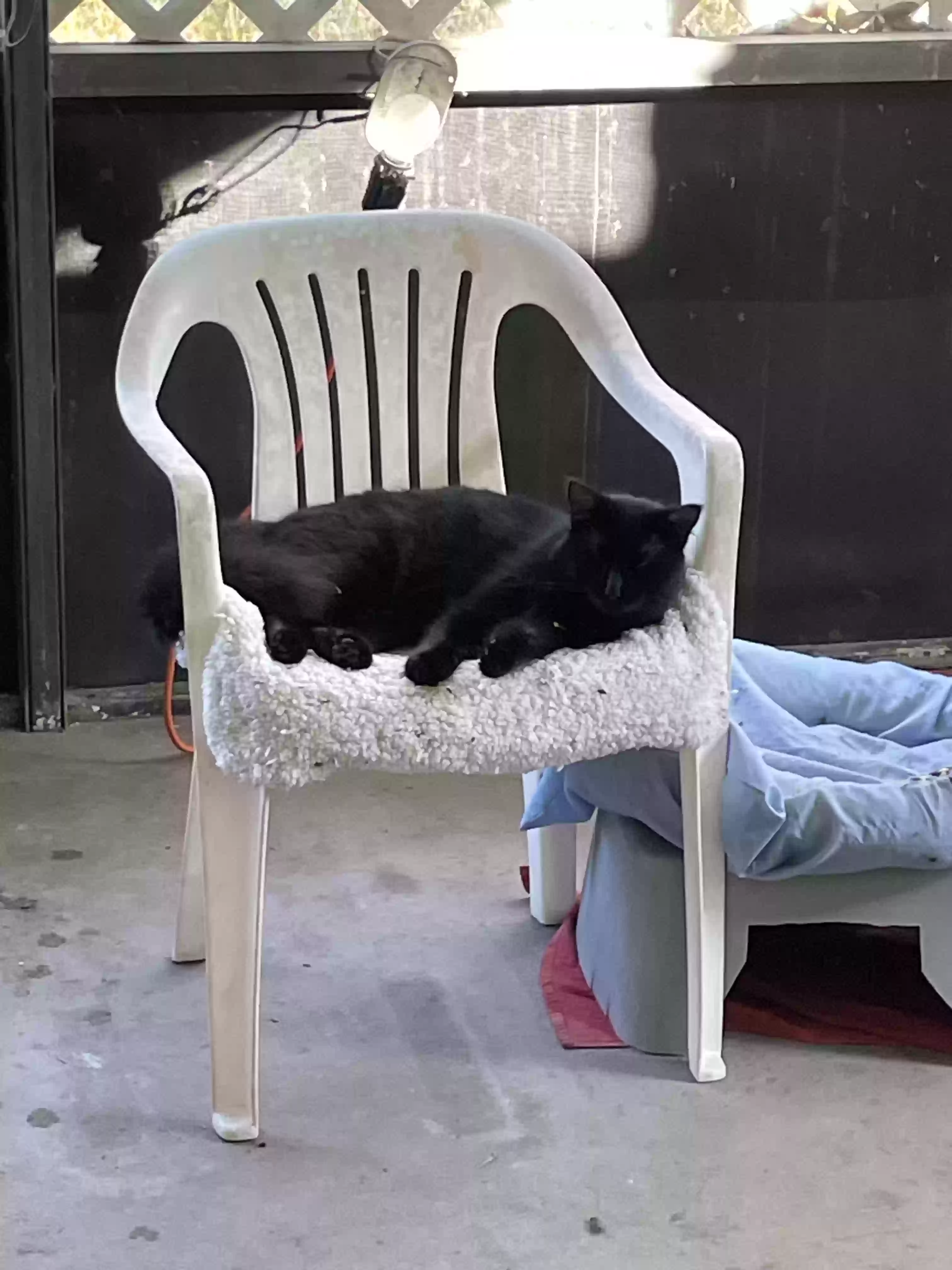 adoptable Cat in Kissimmee,FL named Gus