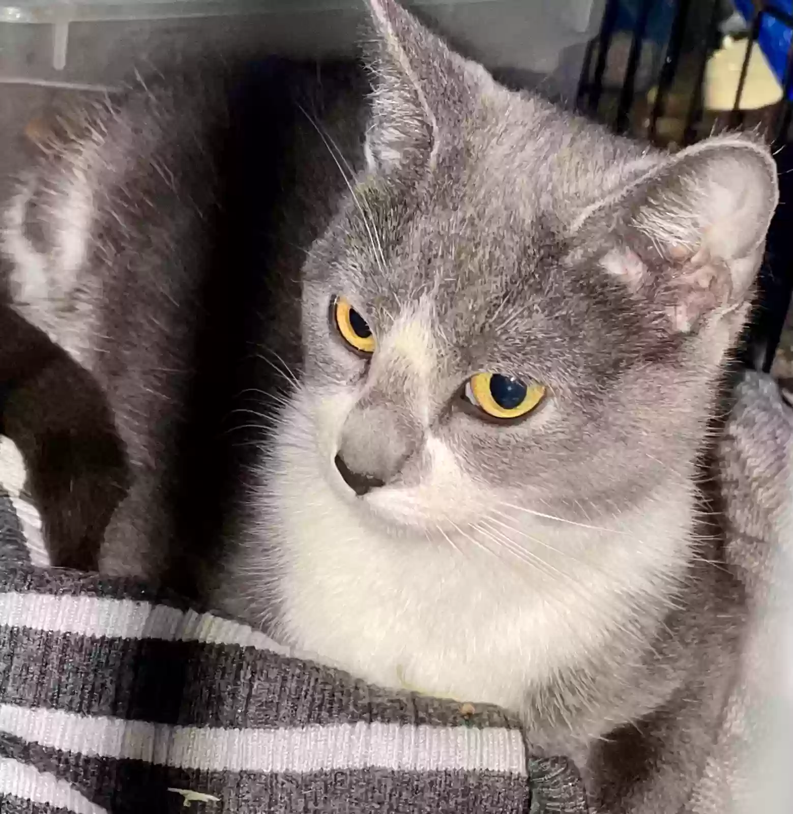 adoptable Cat in Austell,GA named Biscuit