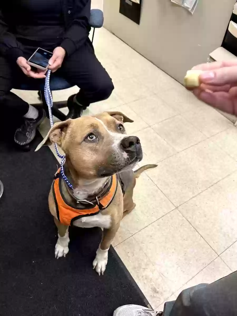 adoptable Dog in Clearfield,PA named Sophie