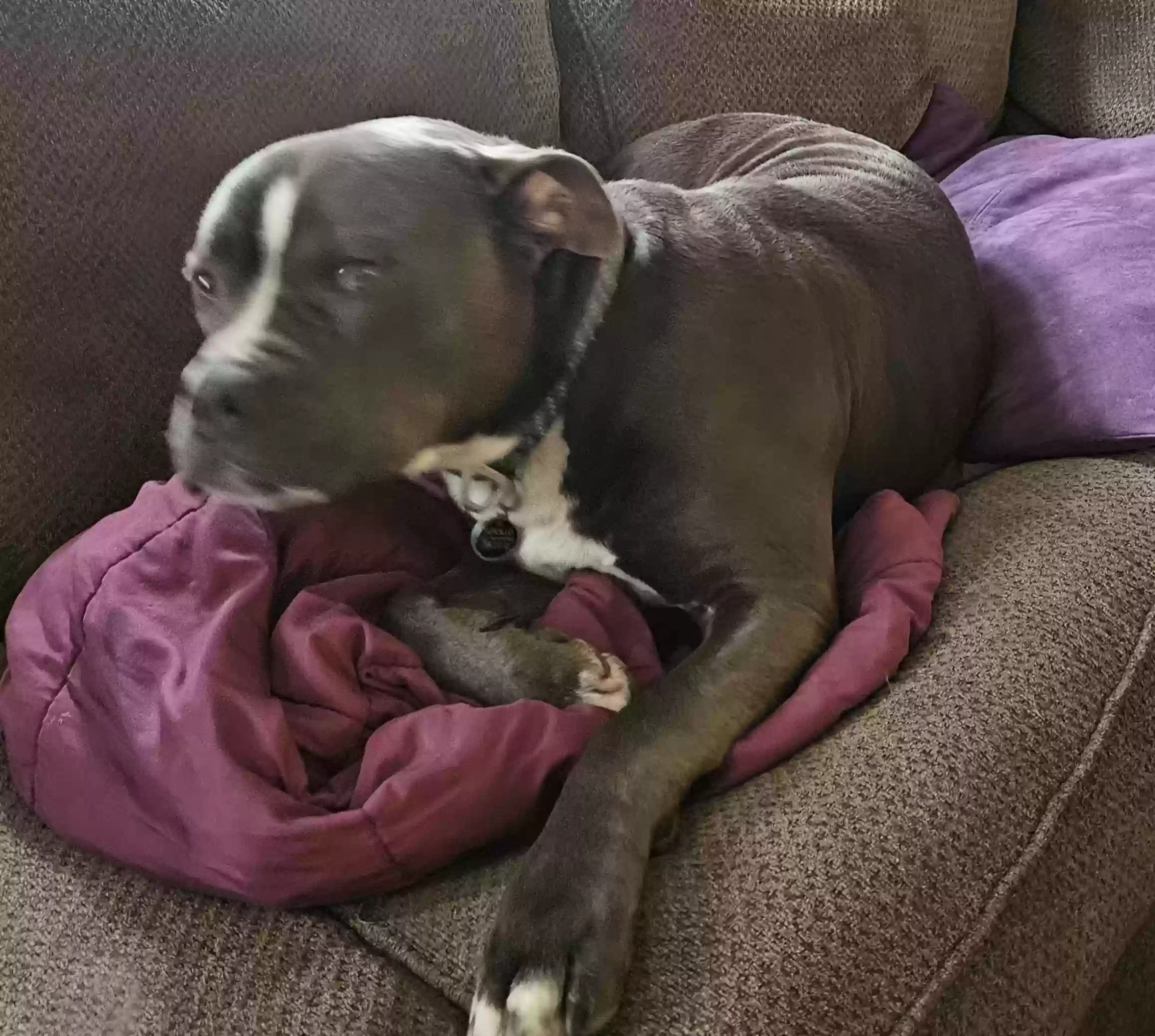 adoptable Dog in Gibsonburg,OH named 