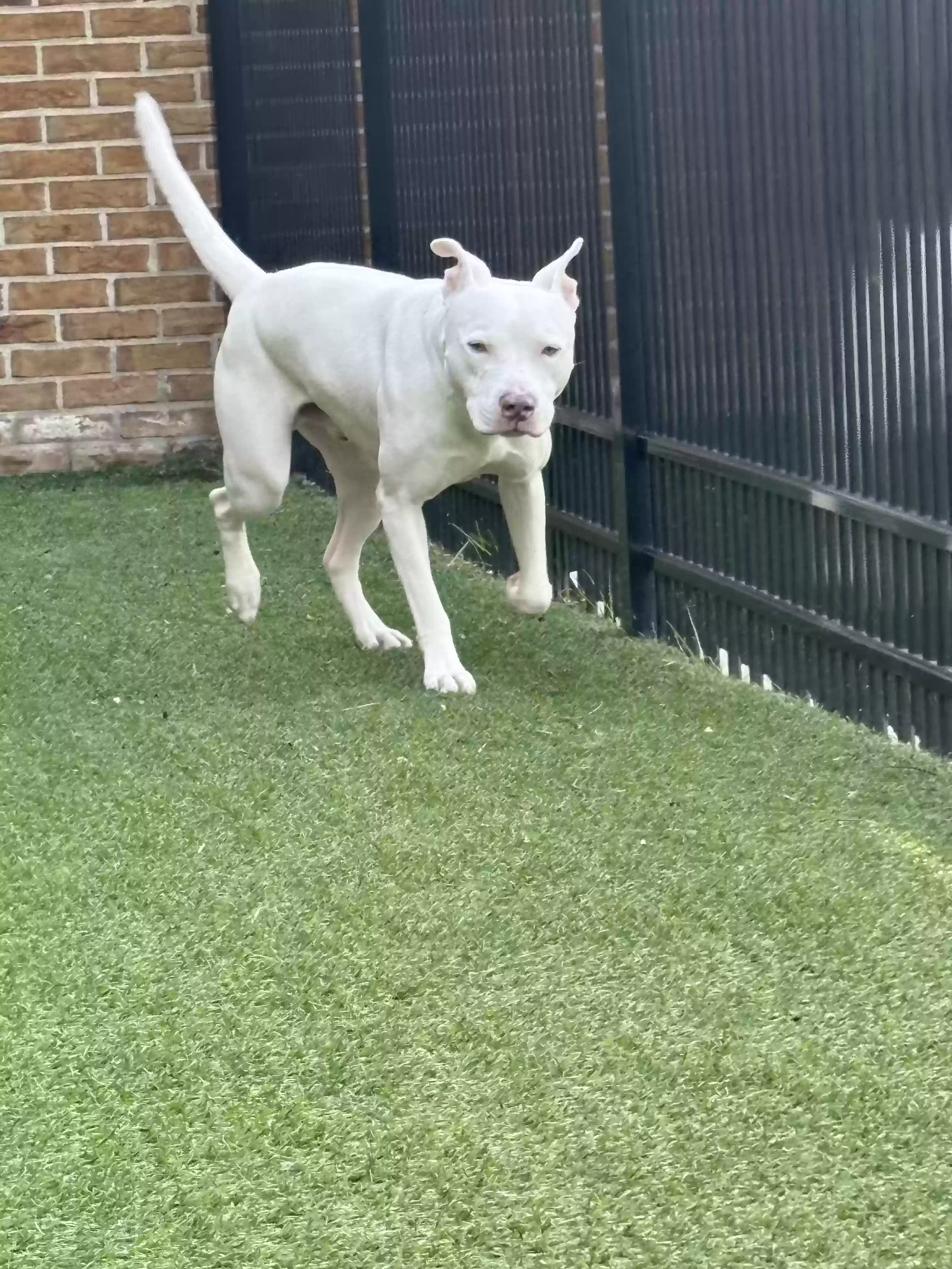 adoptable Dog in Rochester,MI named Casper