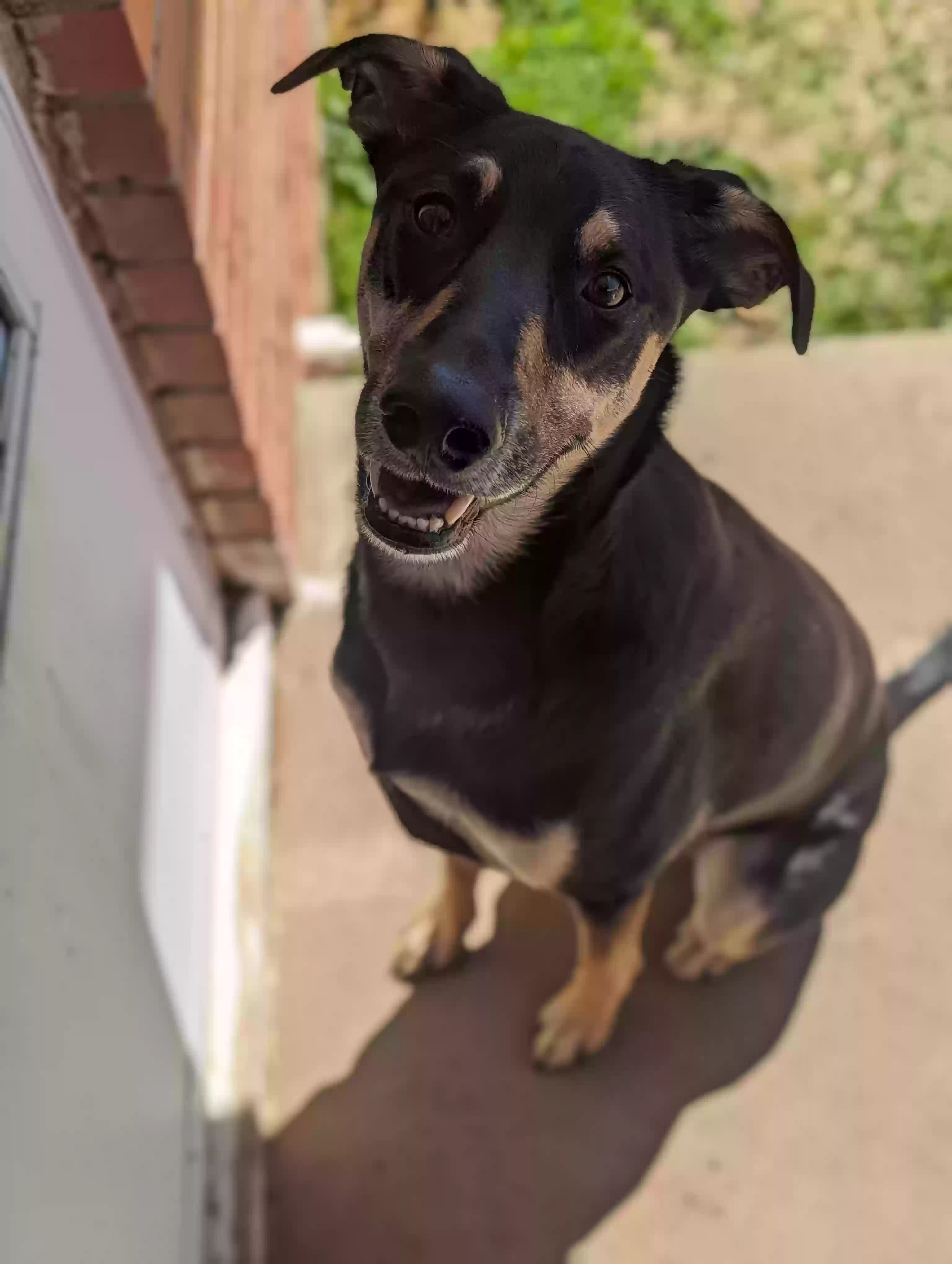 adoptable Dog in Amarillo,TX named Bishop