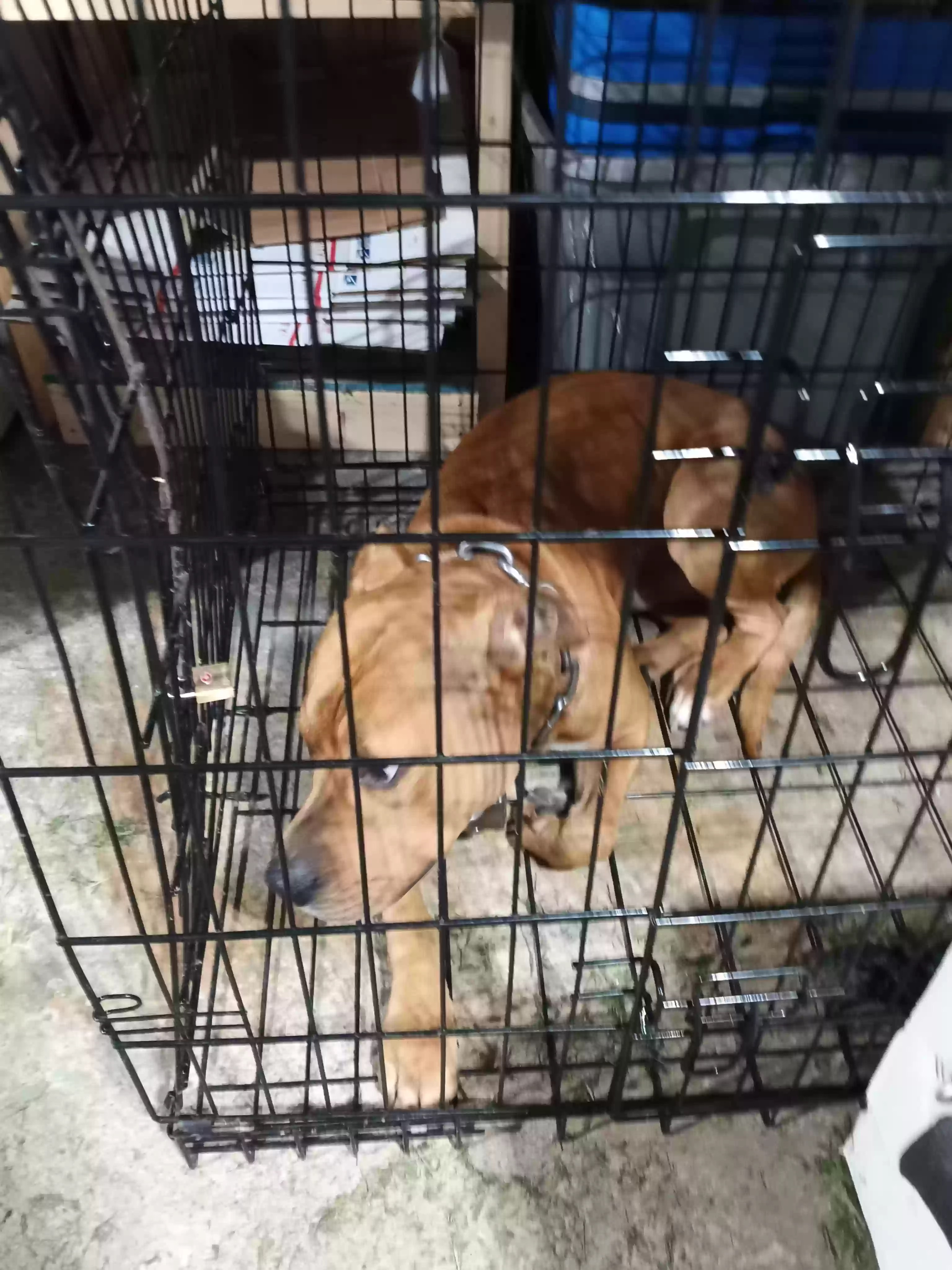 adoptable Dog in Lima,OH named