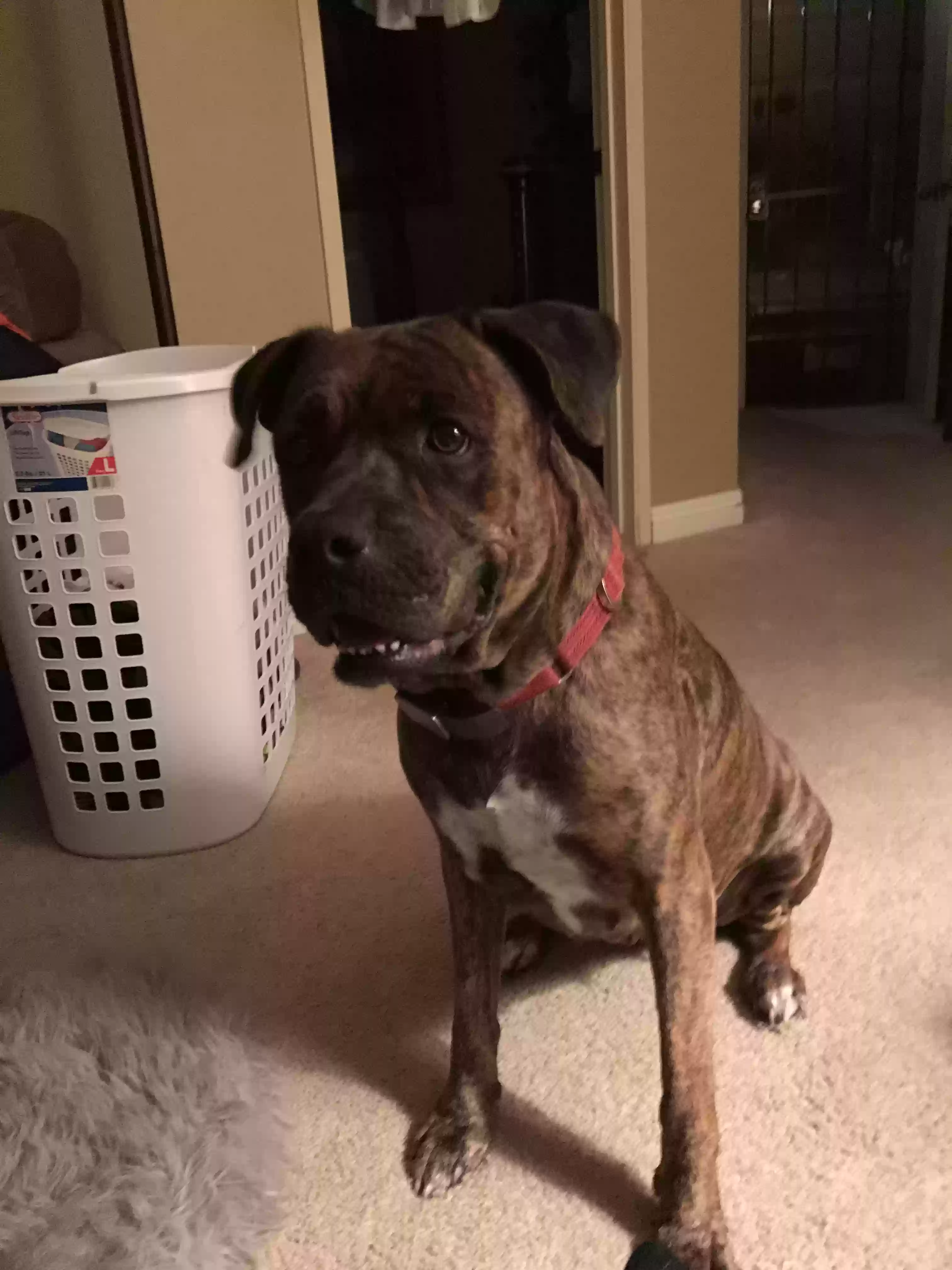 adoptable Dog in Spring,TX named Chico